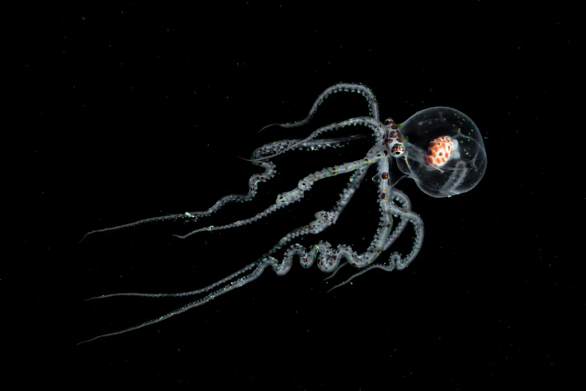 Wonderpus seen on a bonfire dive in Anilao, the Philippines