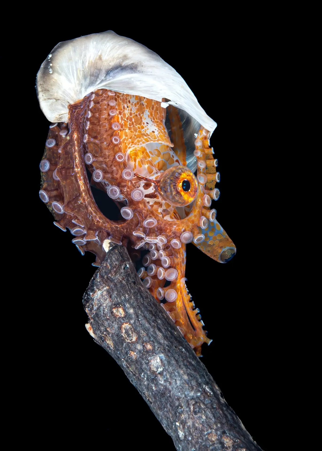 Argonauta hians seen on a black water dive in Anilao, the Philippines
