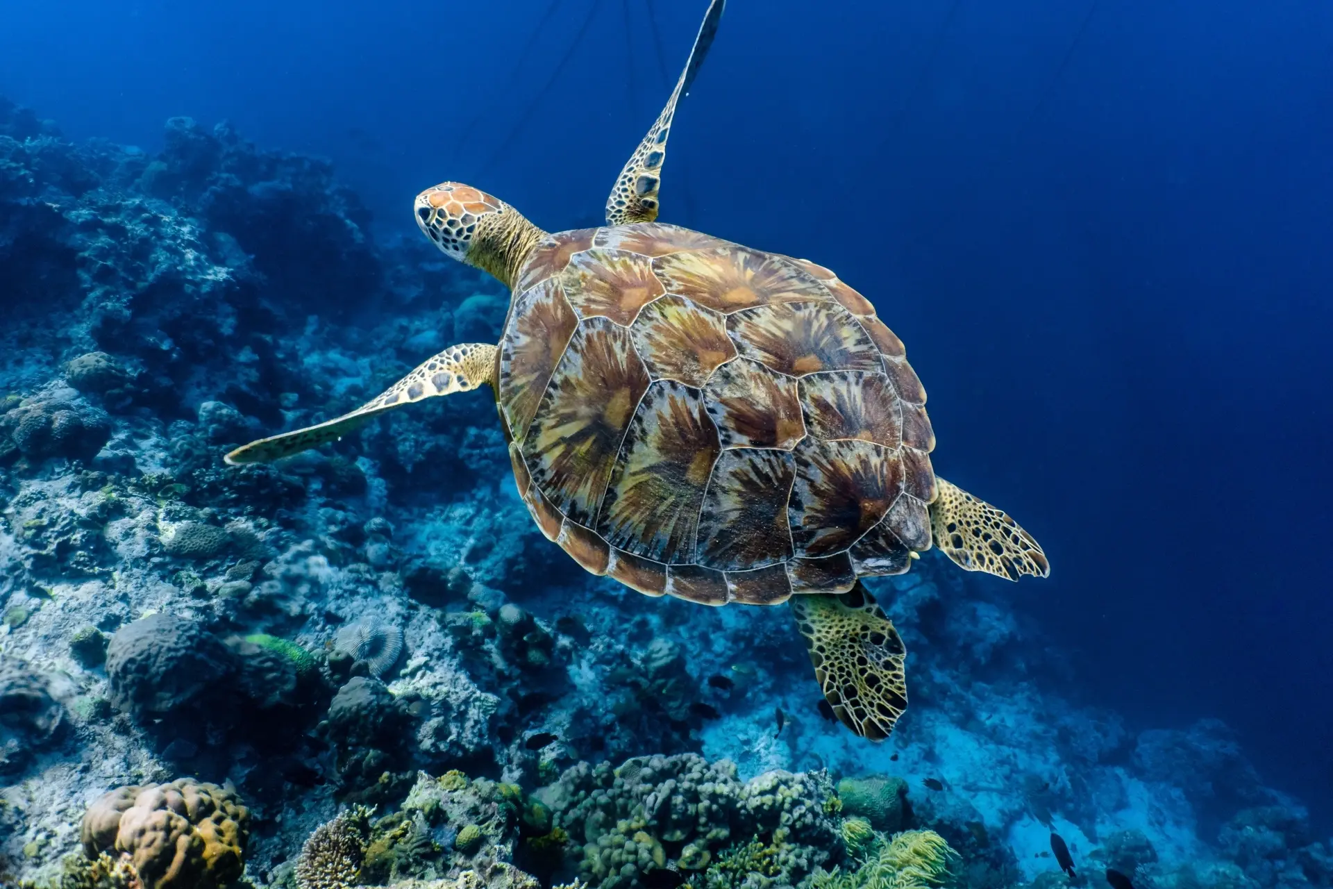 Green sea turtle in the Philippines