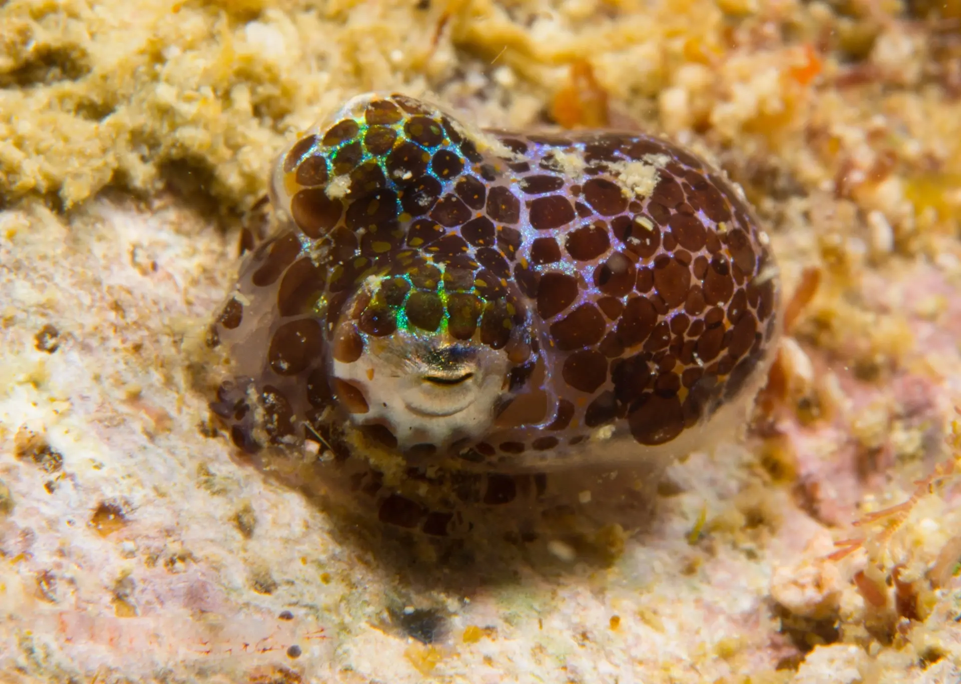 Bobtail squid in Malapascua, the Philippines