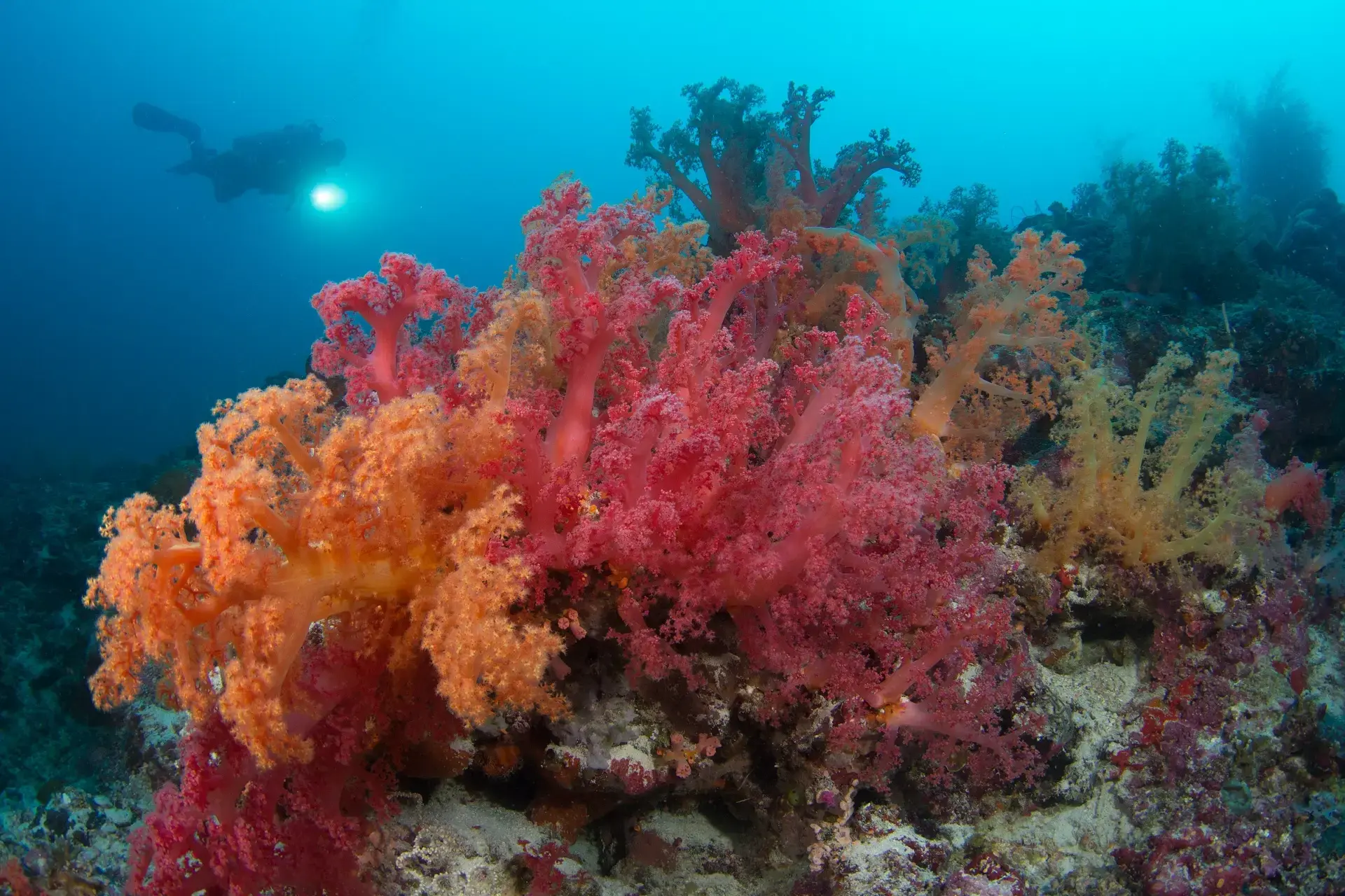 Coral reef in the Philippines