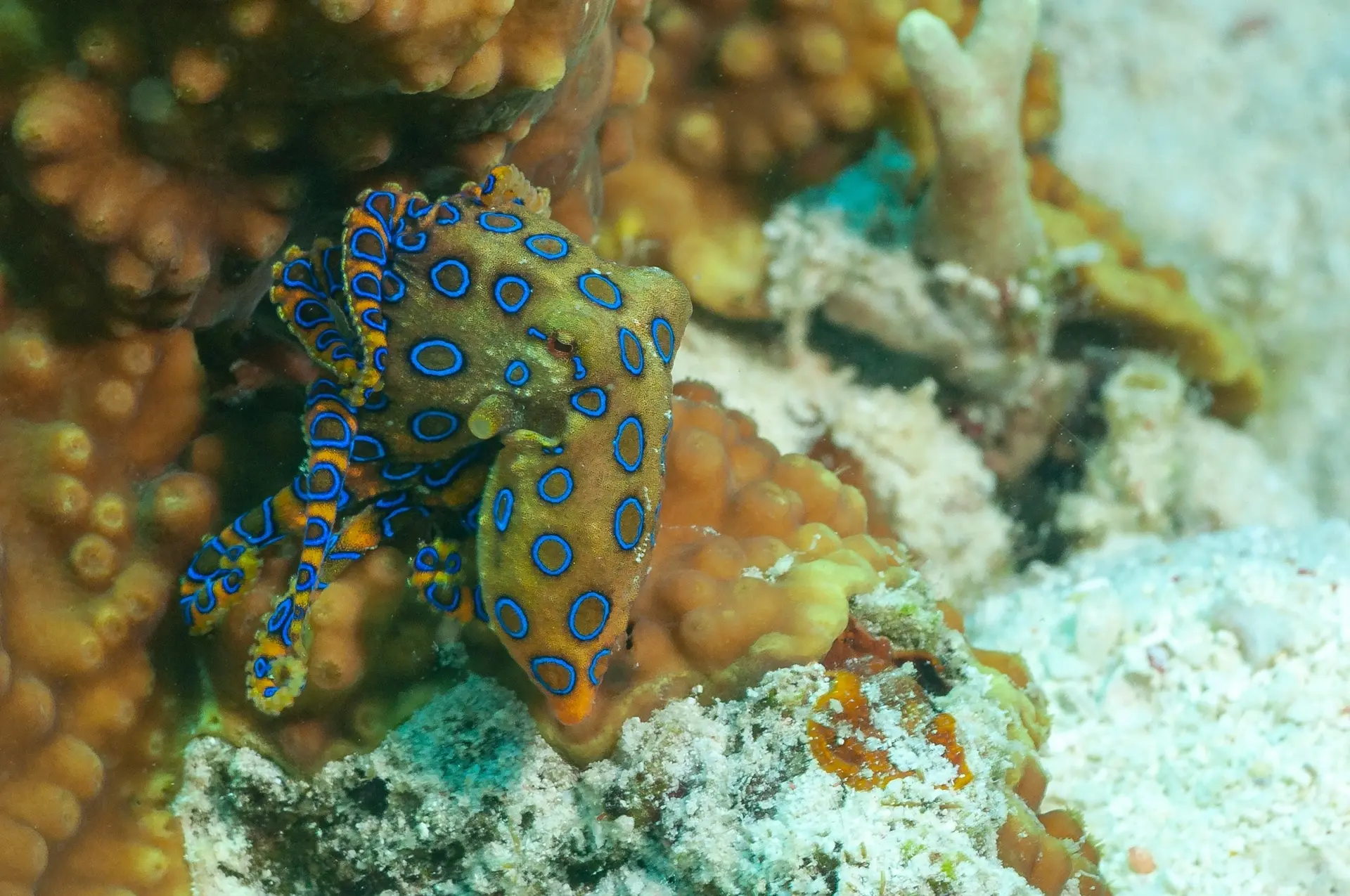 Blue-ringed octopus in Moalboal, the Philippines