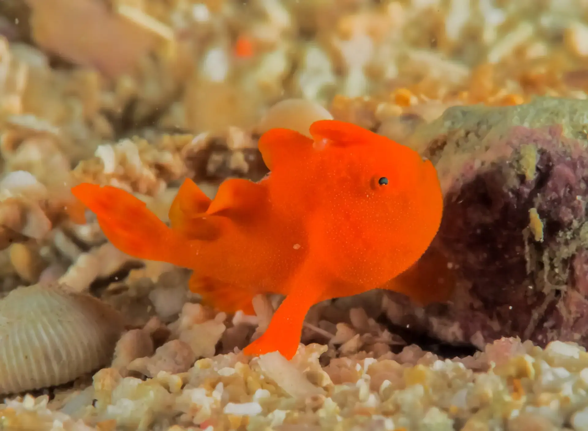 Painted frogfish in the Philippines