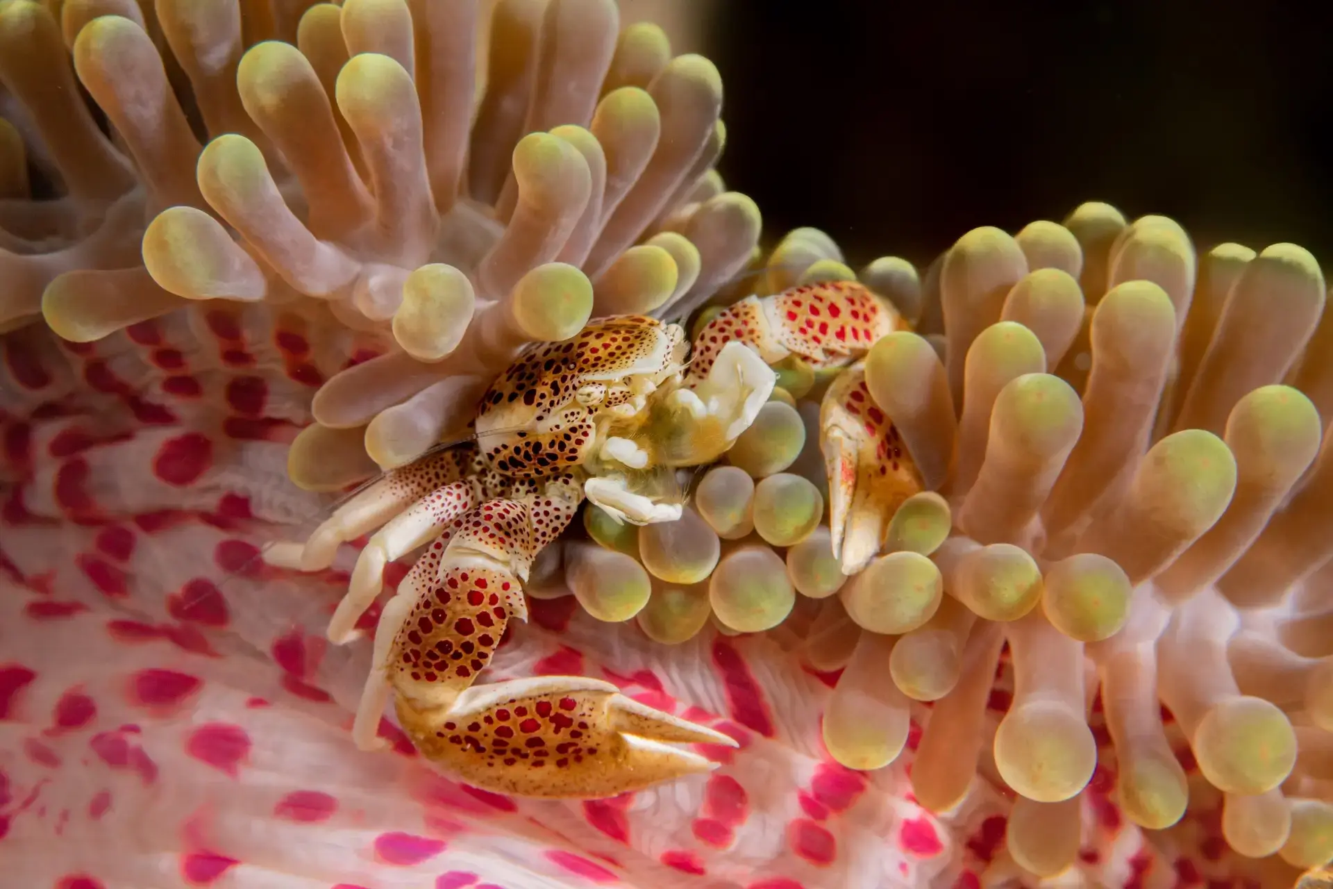 Porcelain crab in anemone, Philippines