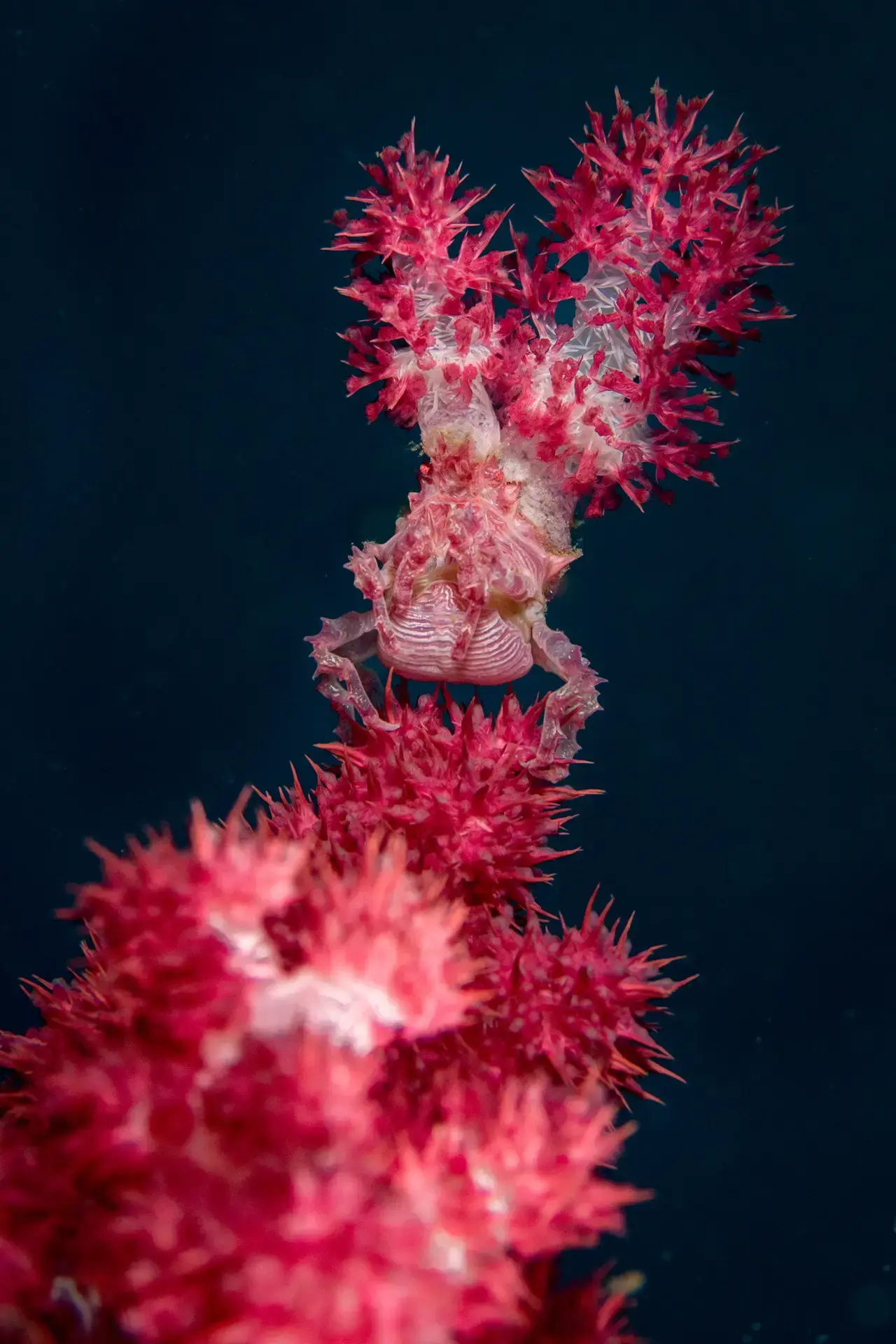 Squat lobster in the Philippines