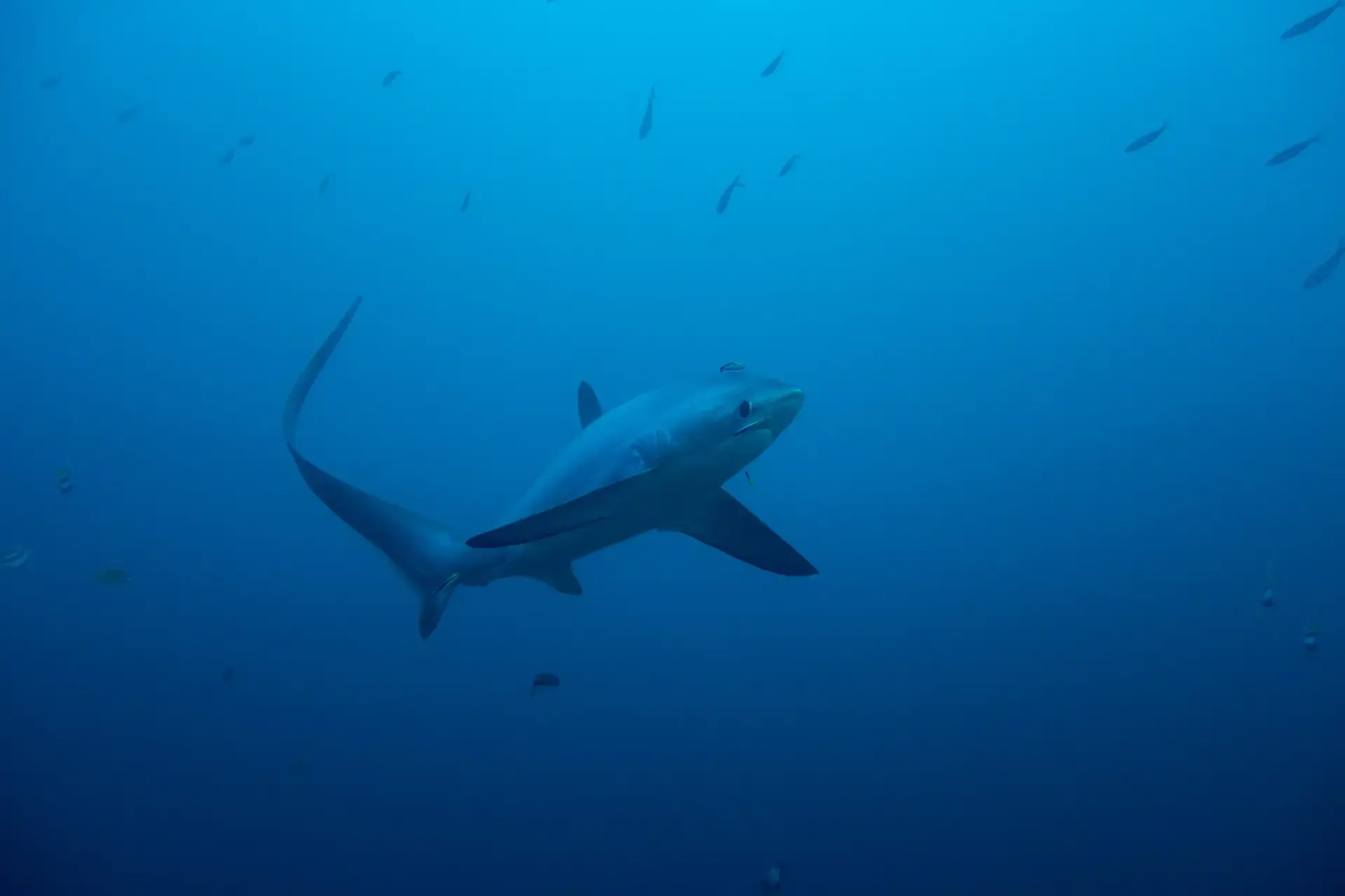 Thresher shark in the Philippines