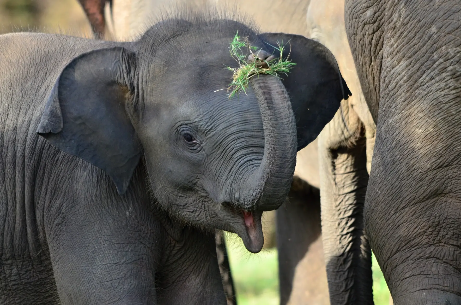 Elephant calf in Sri Lanka