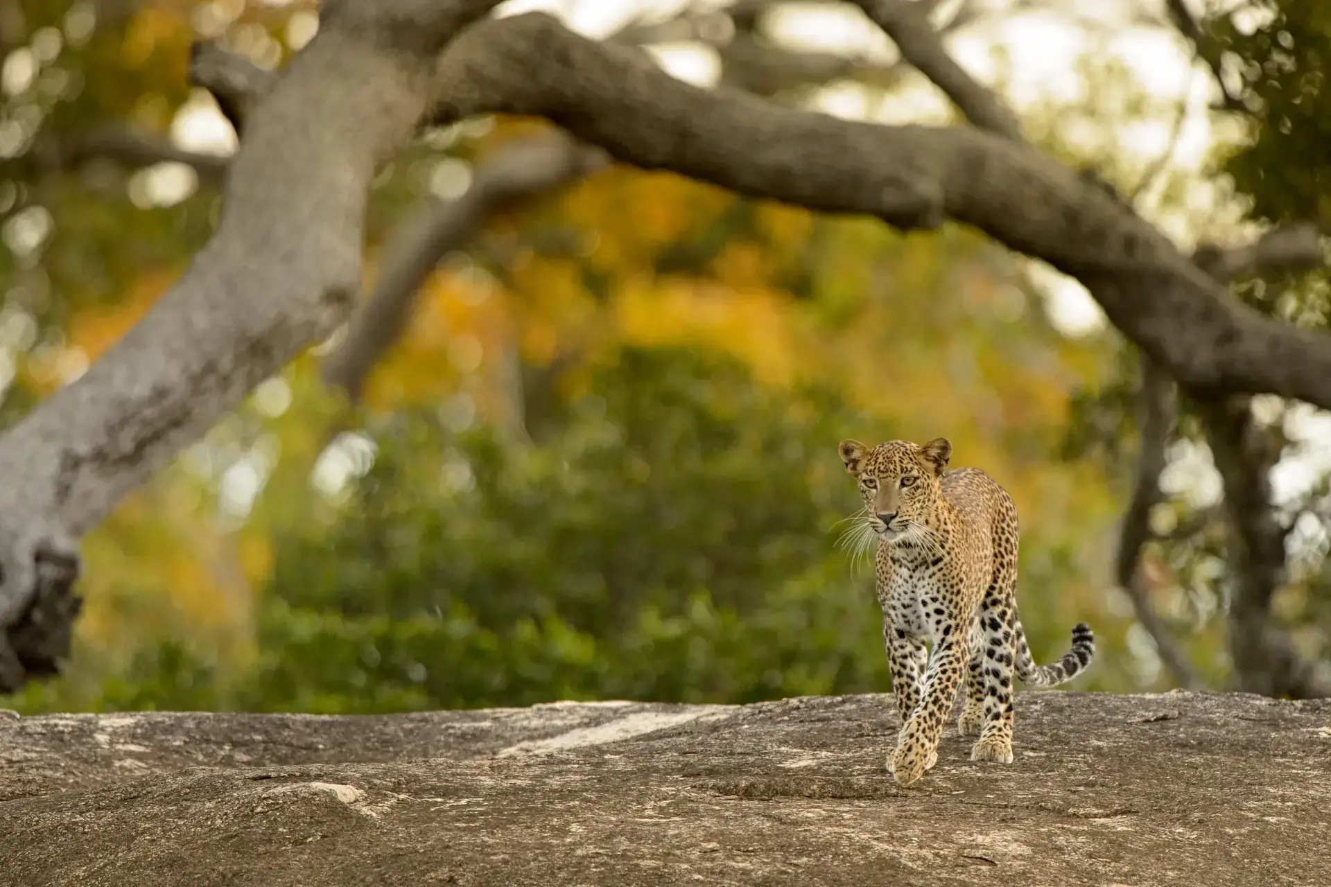 Leopard in Sri Lanka
