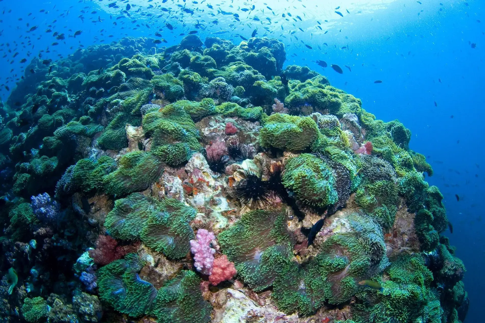 Anemone reef in Thailand