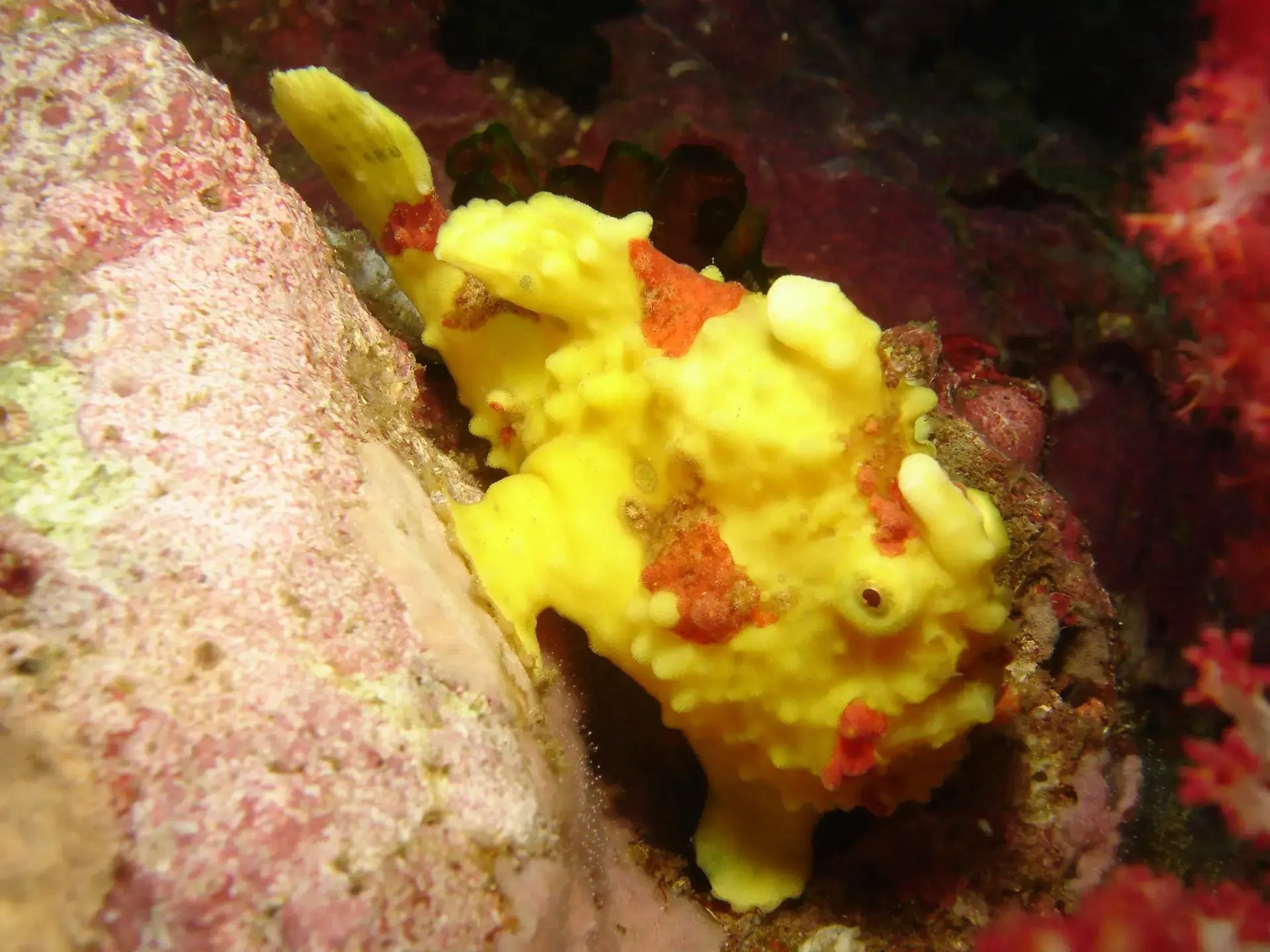 Painted frogfish in Thailand