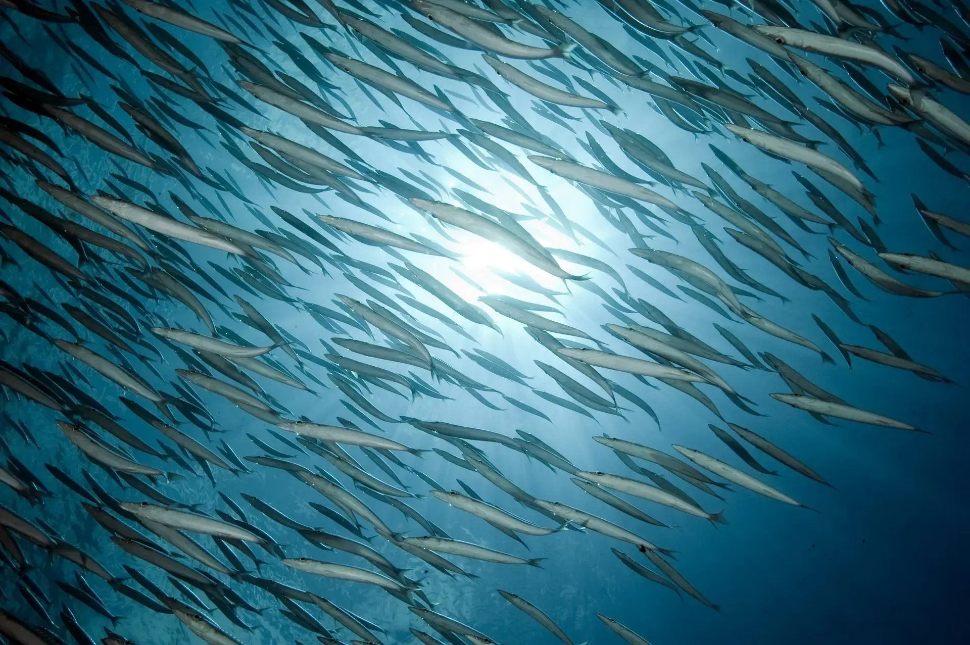 Barracudas at Turtle Rock dive site in Thailand