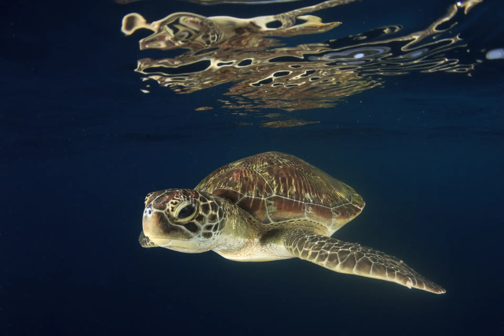 Green sea turtle in Thailand
