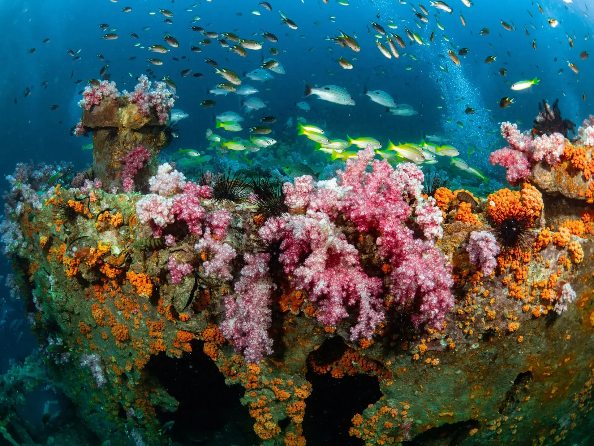 King cruiser wreck in Thailand