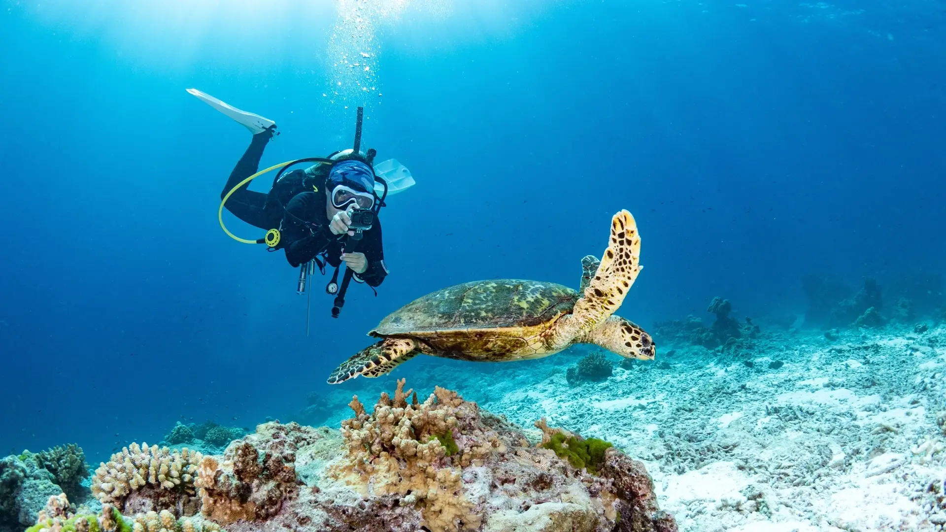 Hawksbill turtle & scuba diver in Phuket, Thailand