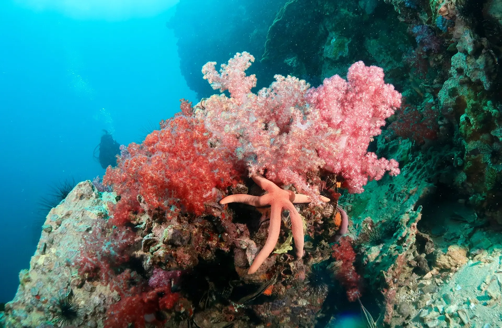 Soft coral in Phuket, Thailand