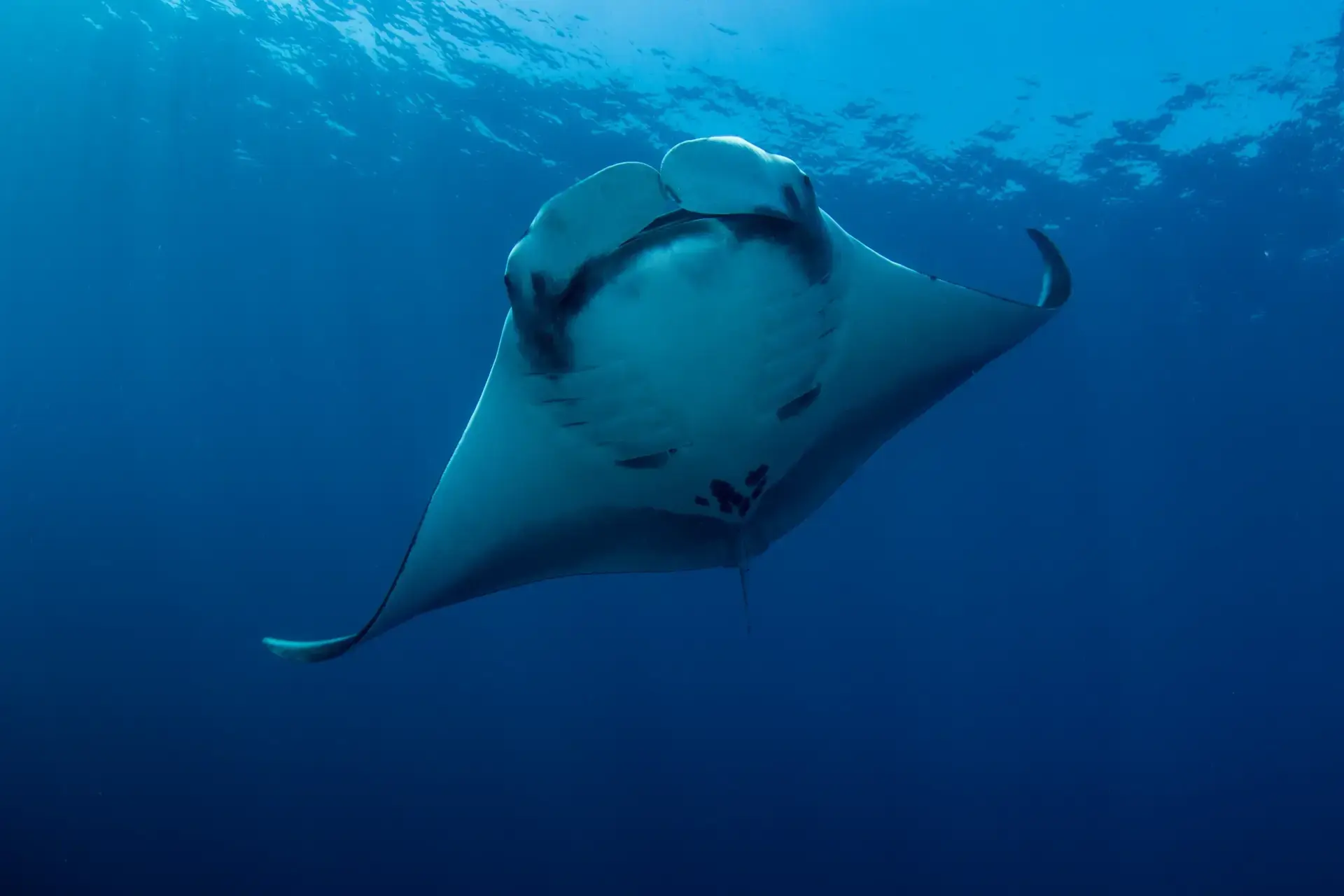 Manta ray in Thailand