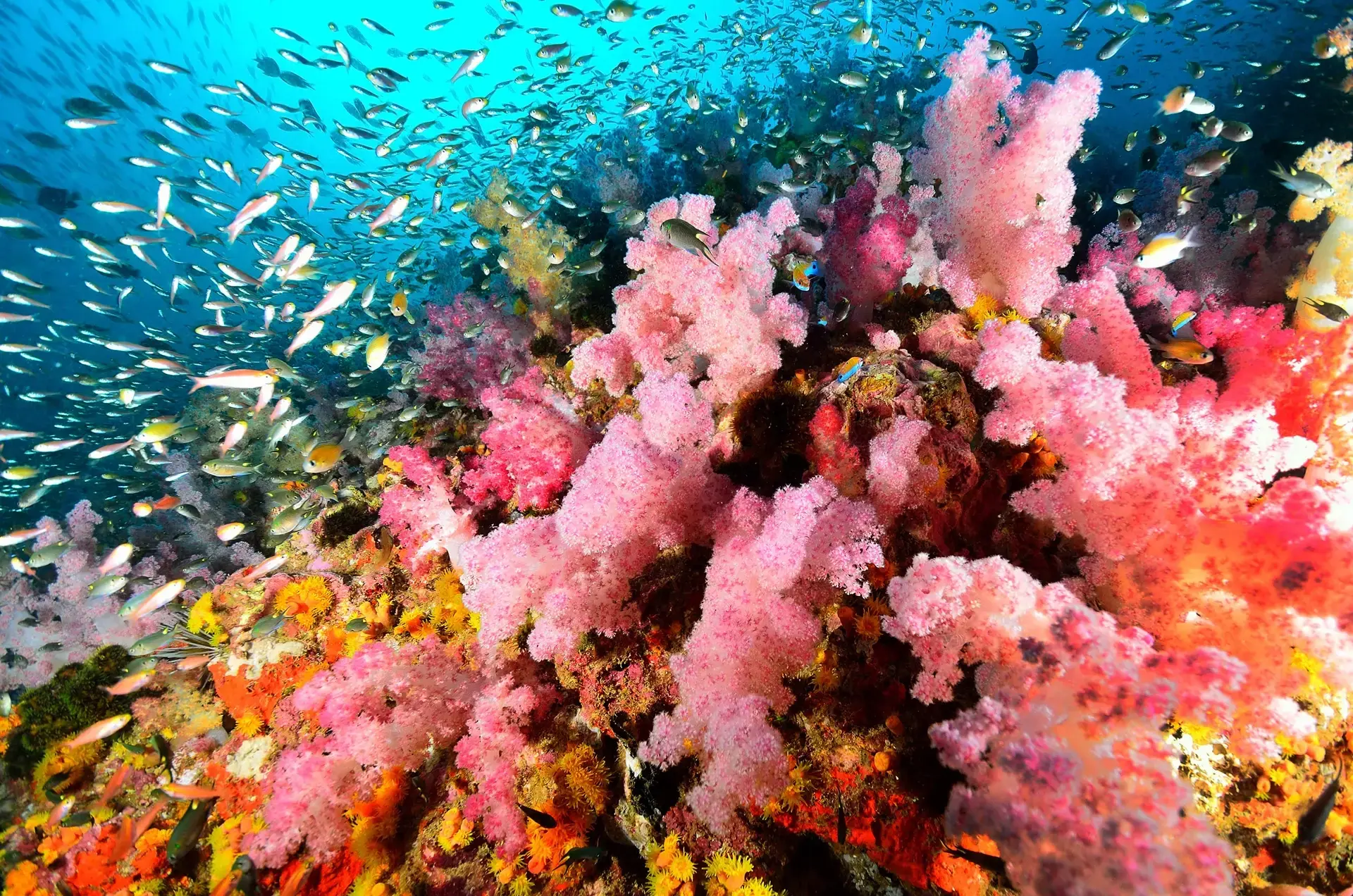 Soft coral colony in Similan Islands, Thailand