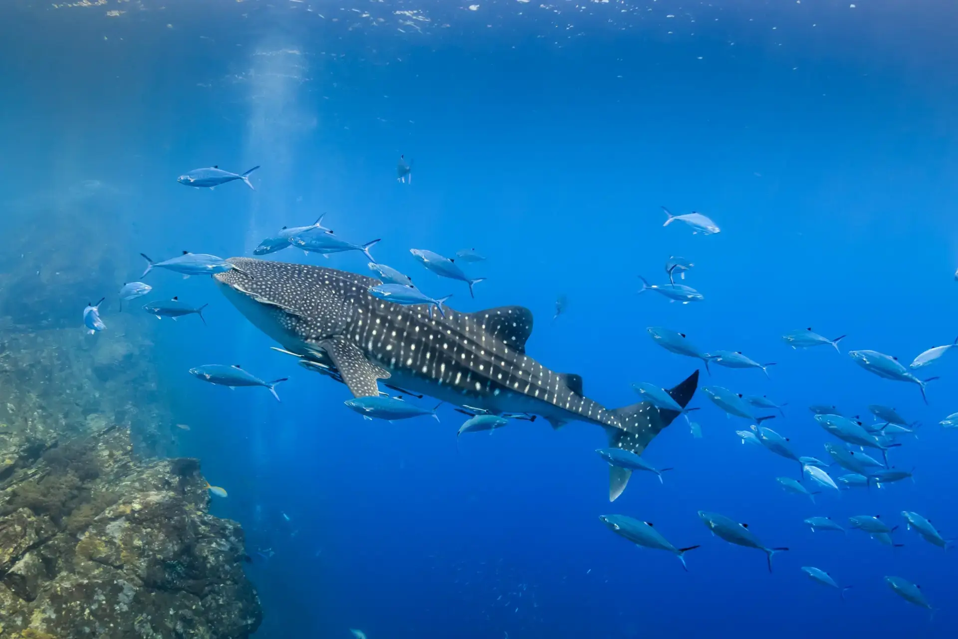 Whale shark in Thailand