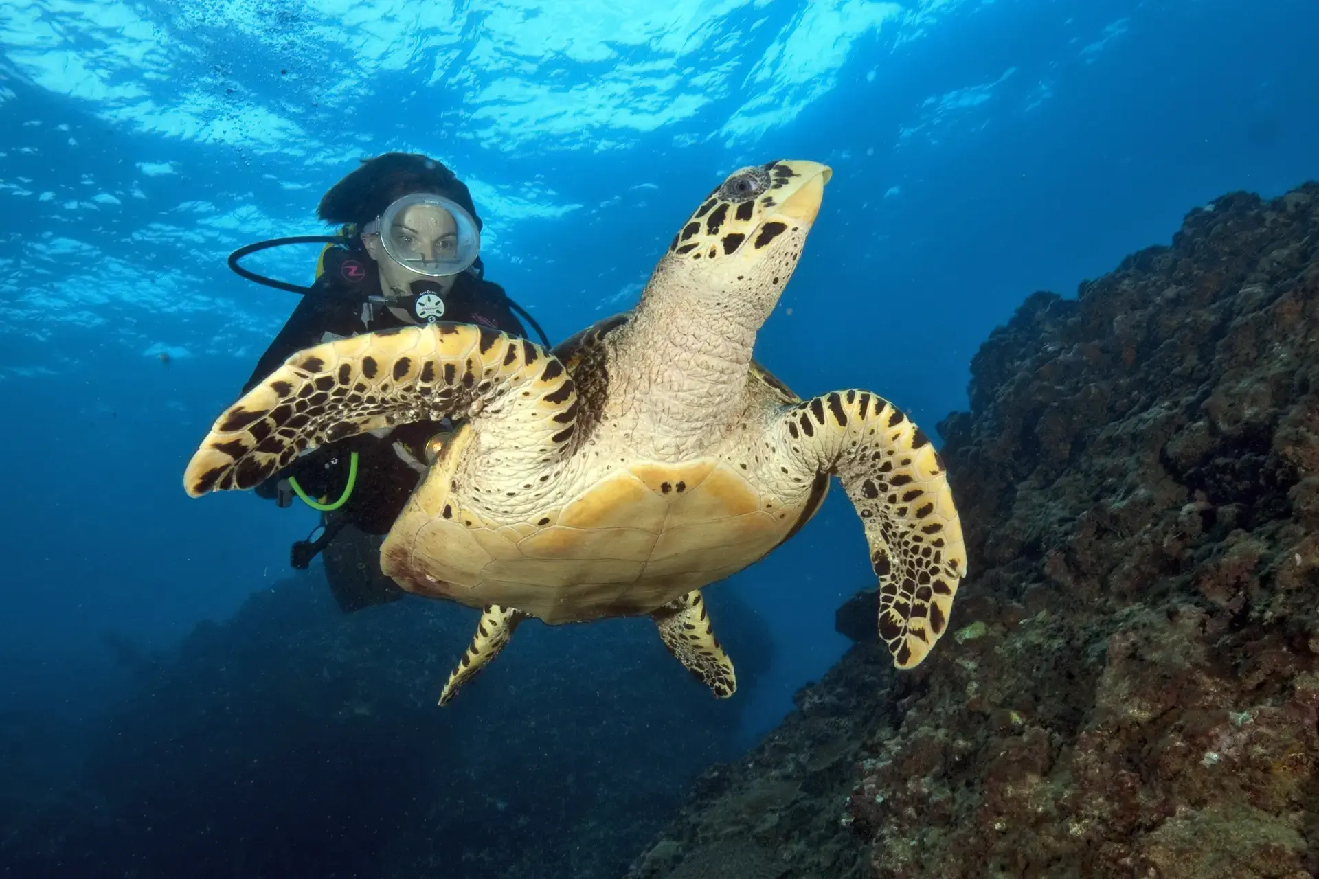 Turtle & diver in Thailand