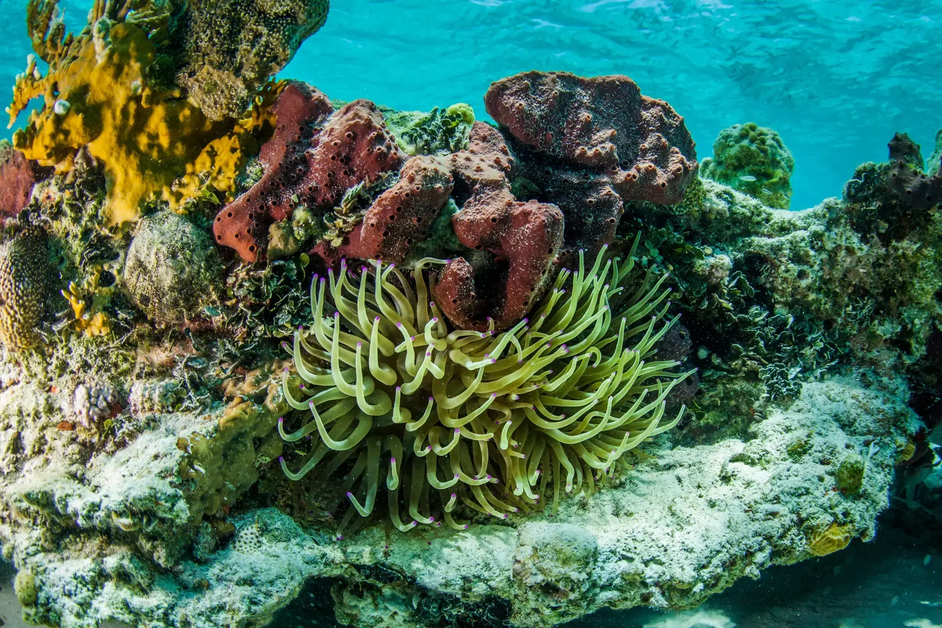 Underwater soft coral in the Bahamas