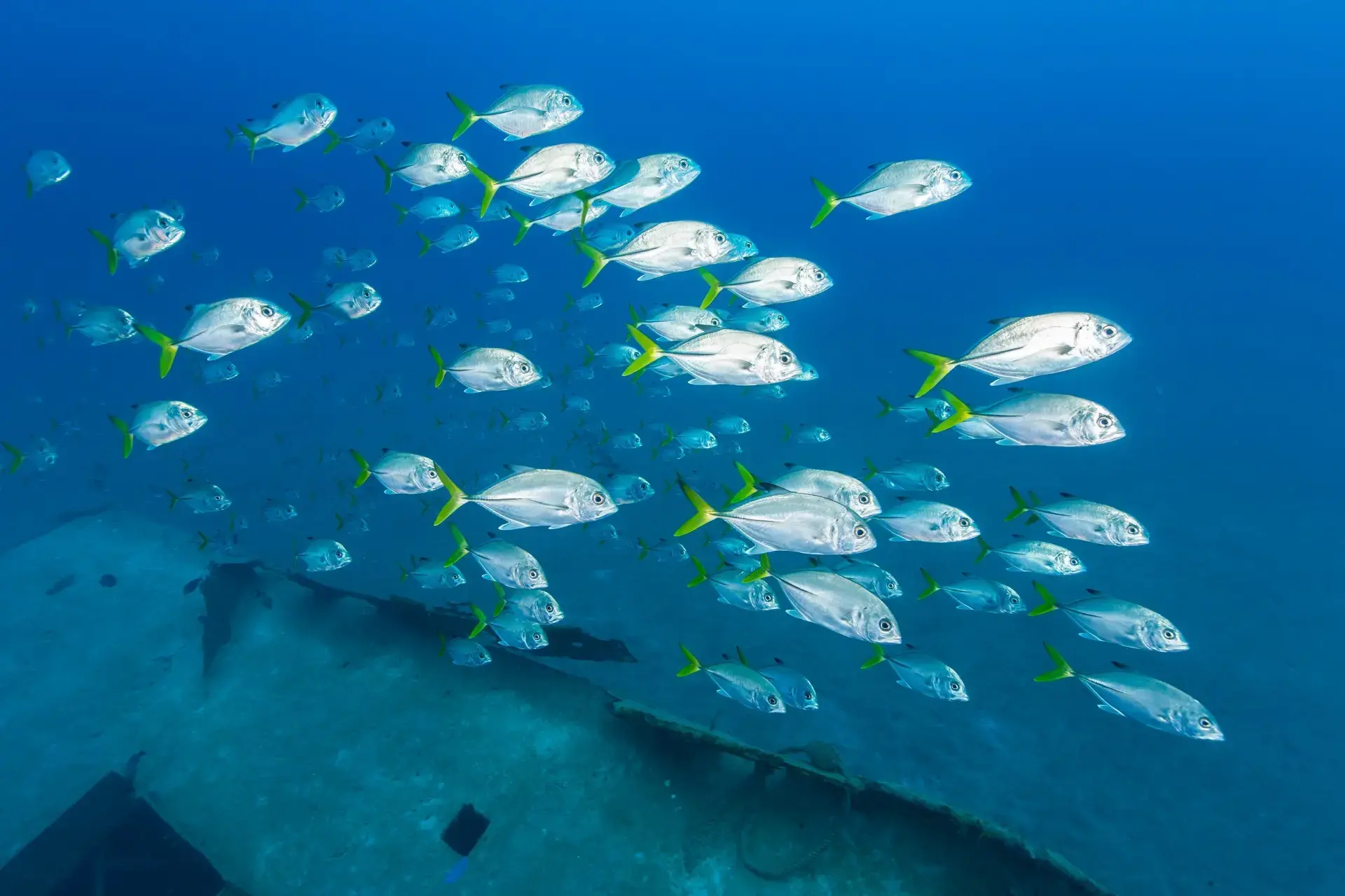 Horse-eye jack fish in the Bahamas