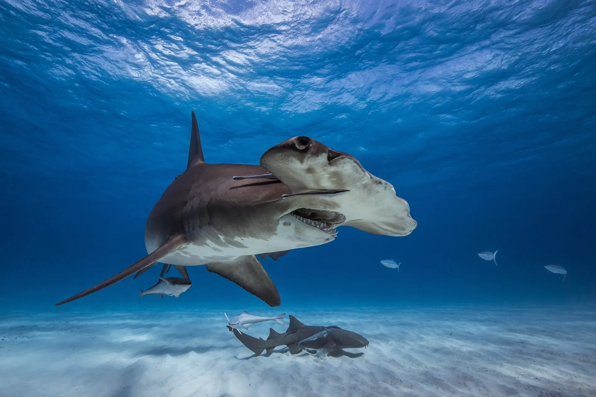 Great hammerhead shark in Bimini, the Bahamas