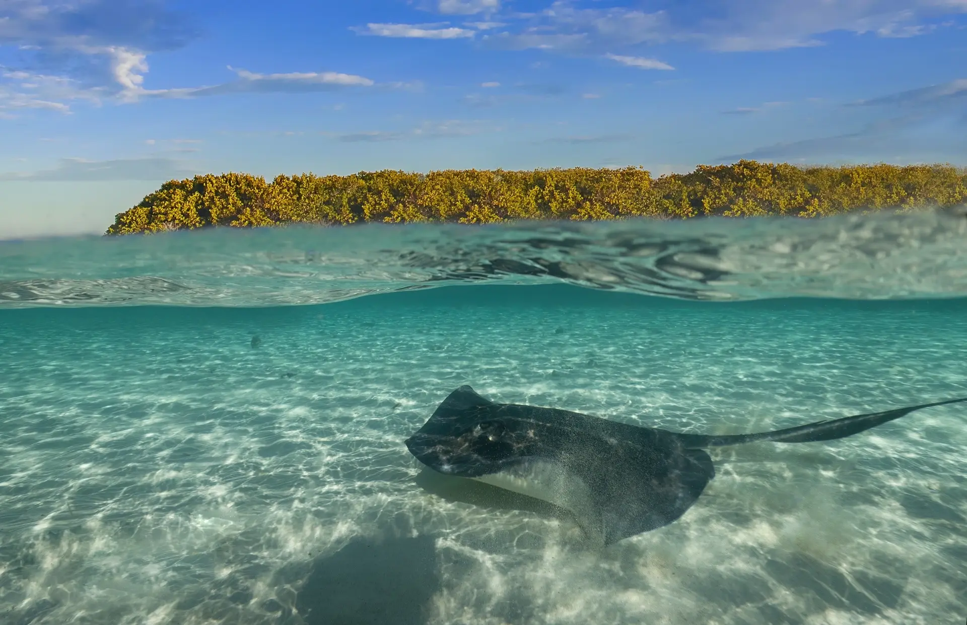 Southern stingray in Bimini, the Bahamas