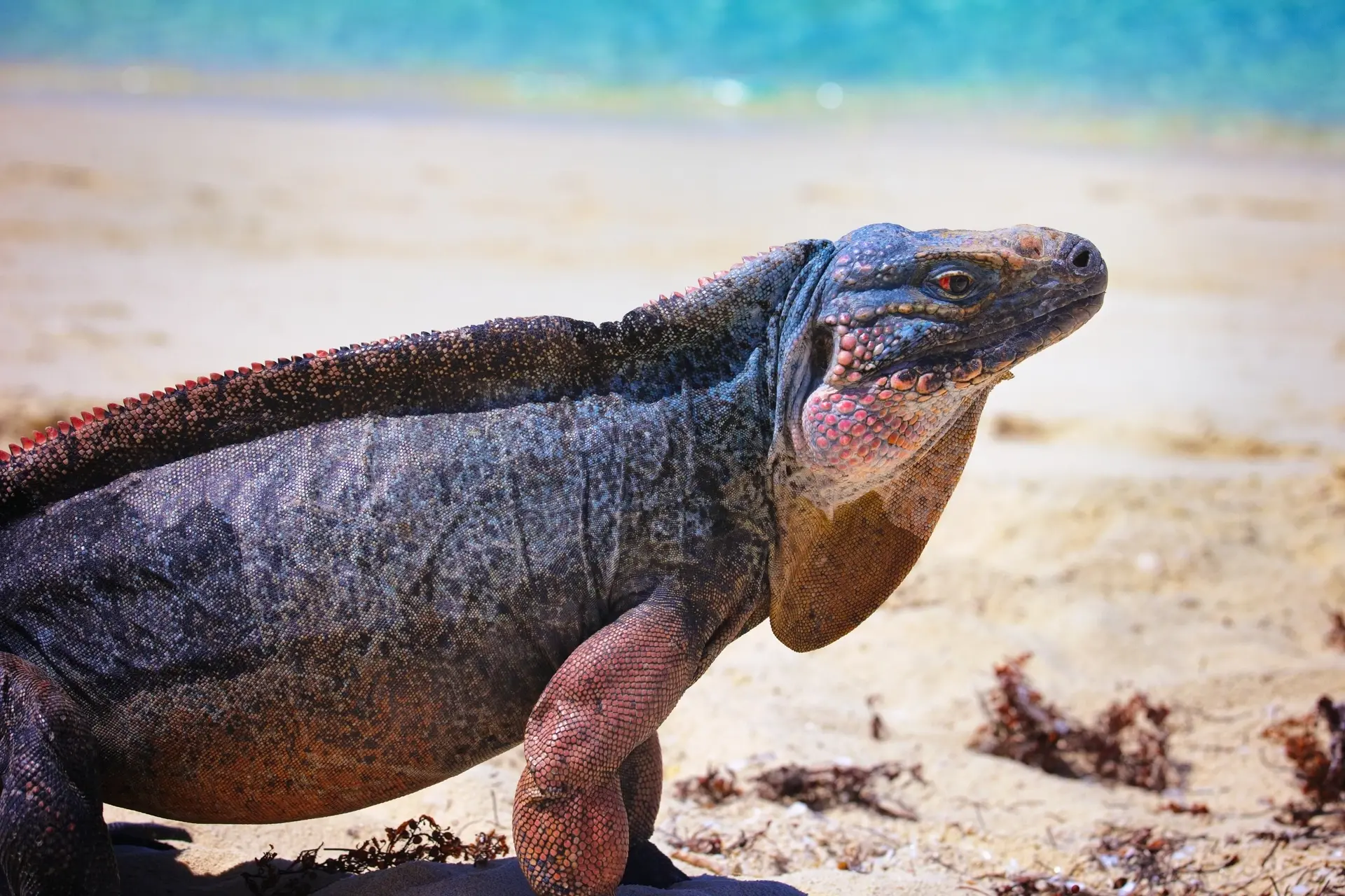 Bahamian iguana in the Exumas, Bahamas