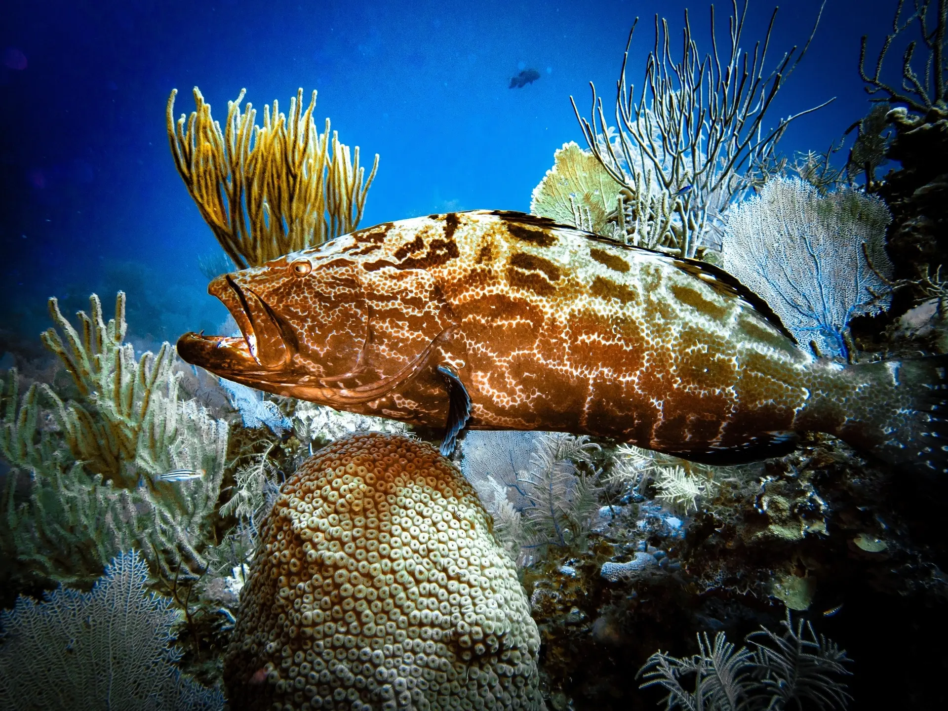 Black grouper in the Exumas, Bahamas