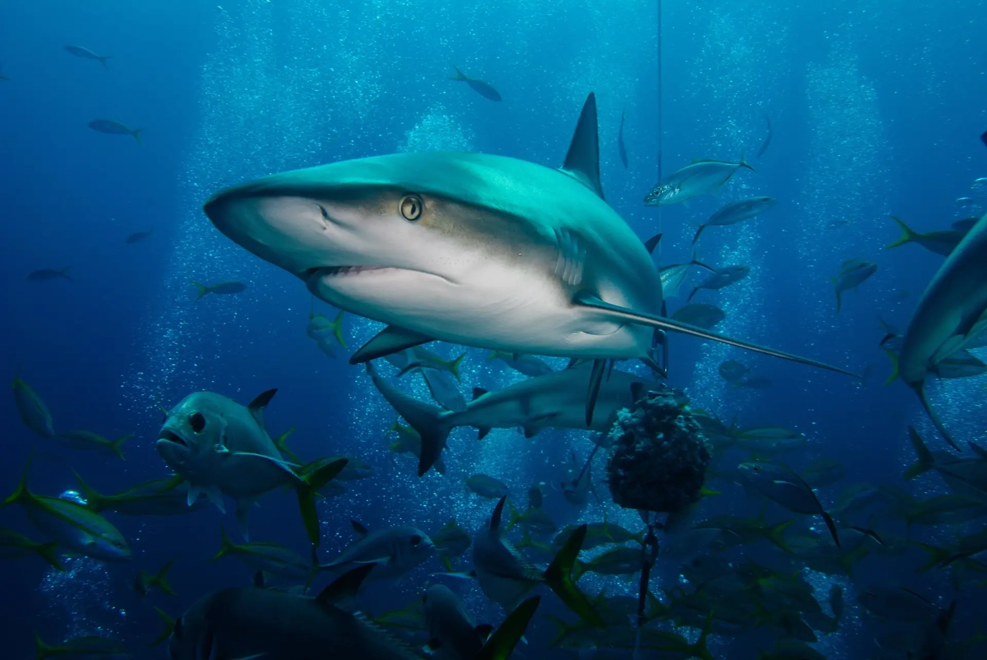 Caribbean reef shark in the Exumas, Bahamas