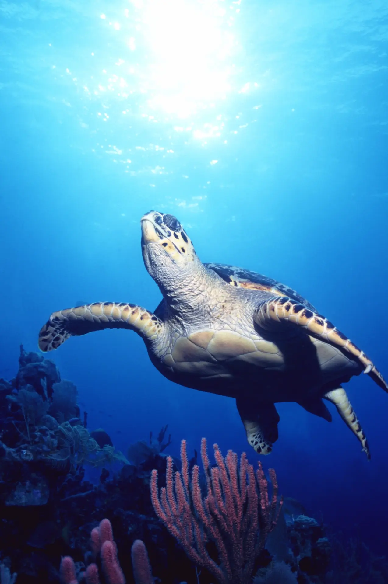 Hawksbill turtle in the Exumas, Bahamas