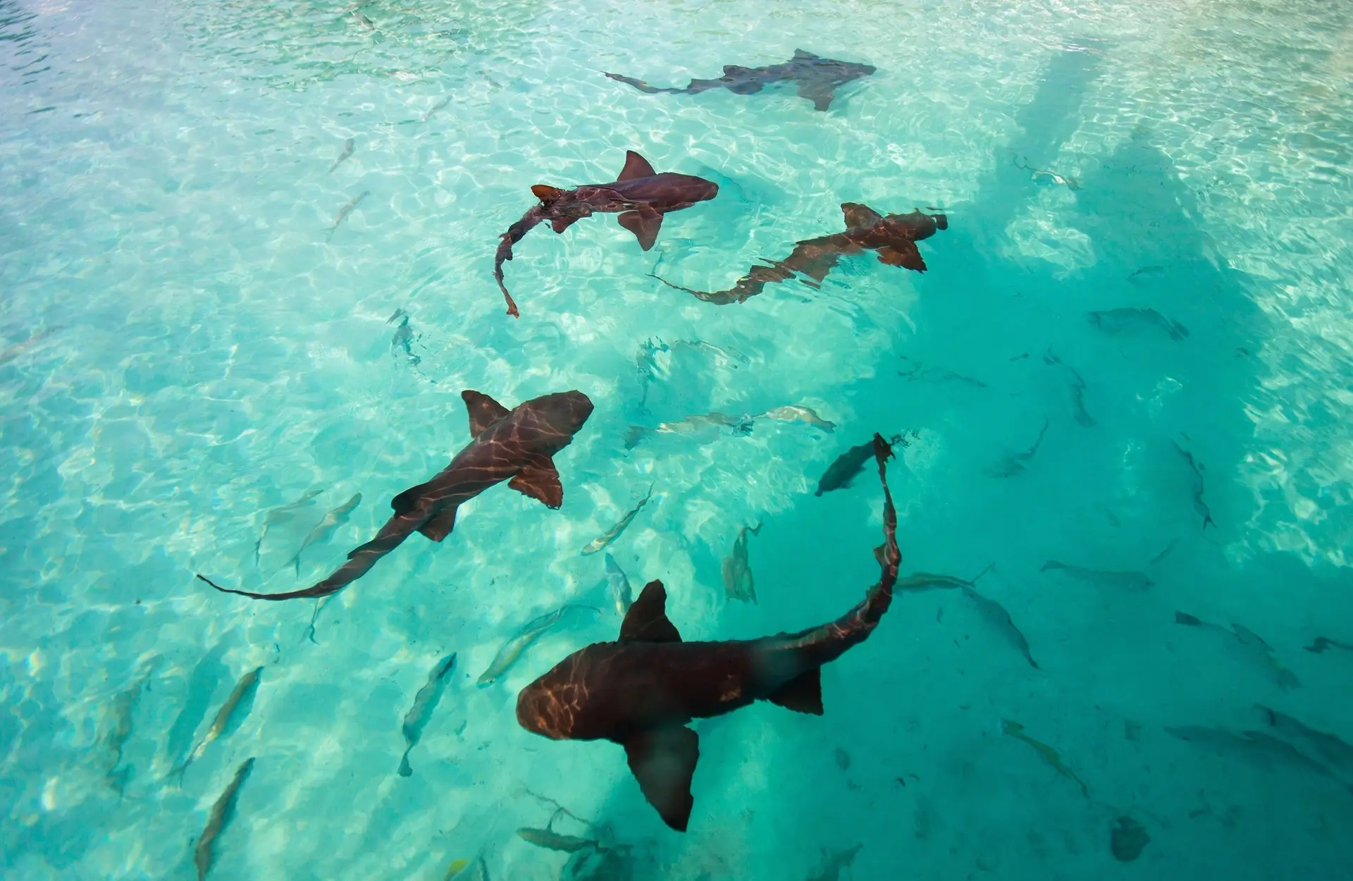 Aerial view of schooling nurse shark in the Exumas, Bahamas