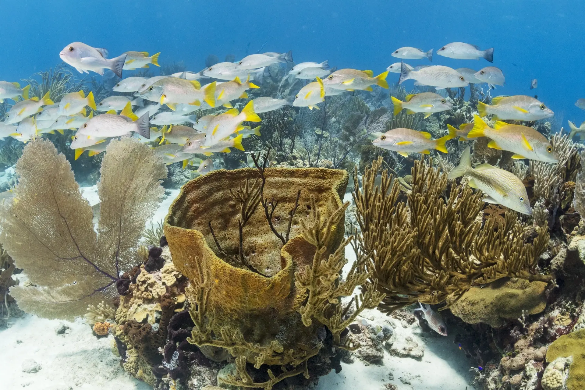 School of fish & sponge coral in the Exumas, Bahamas