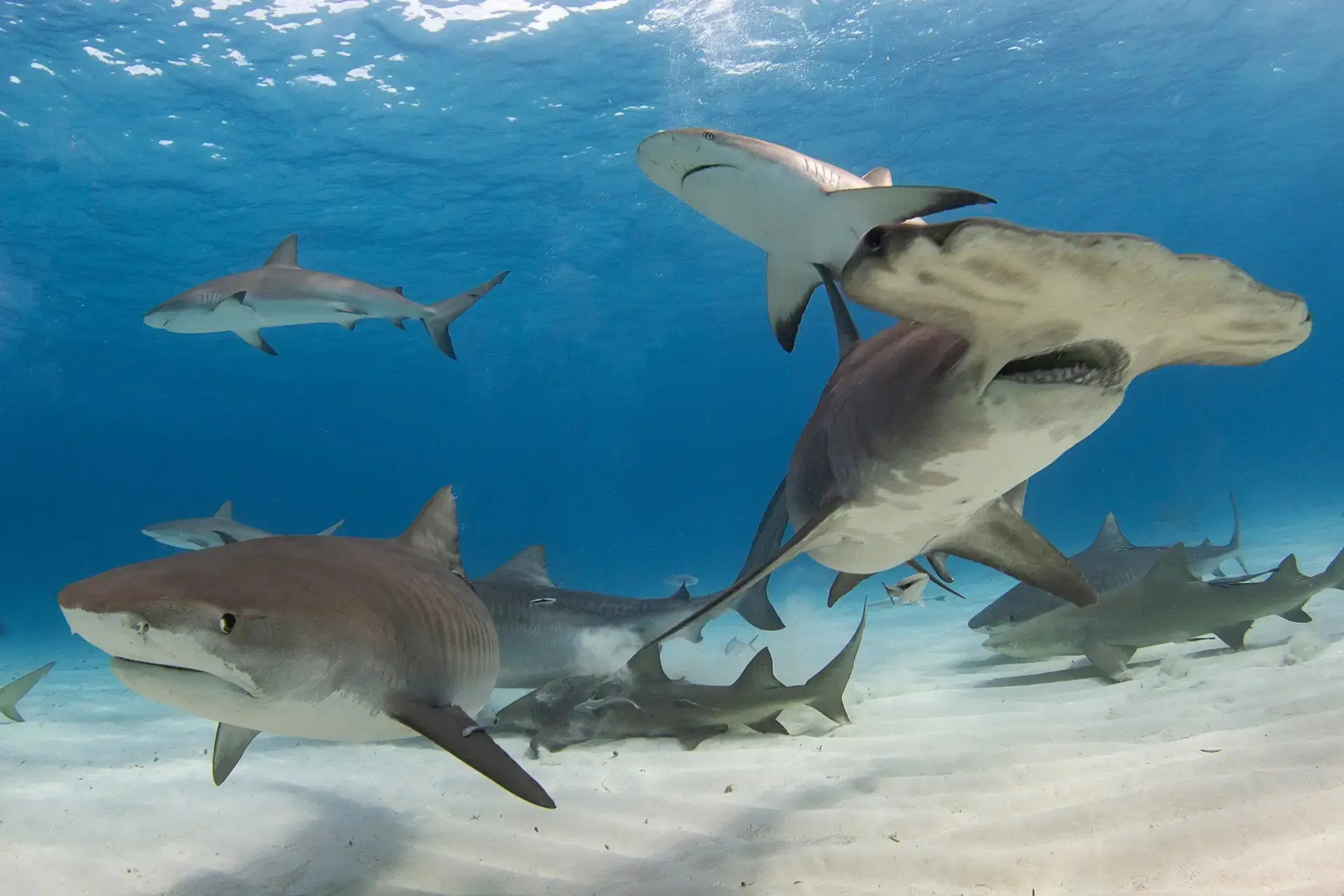 Hammerhead, tiger and reef sharks in the Bahamas
