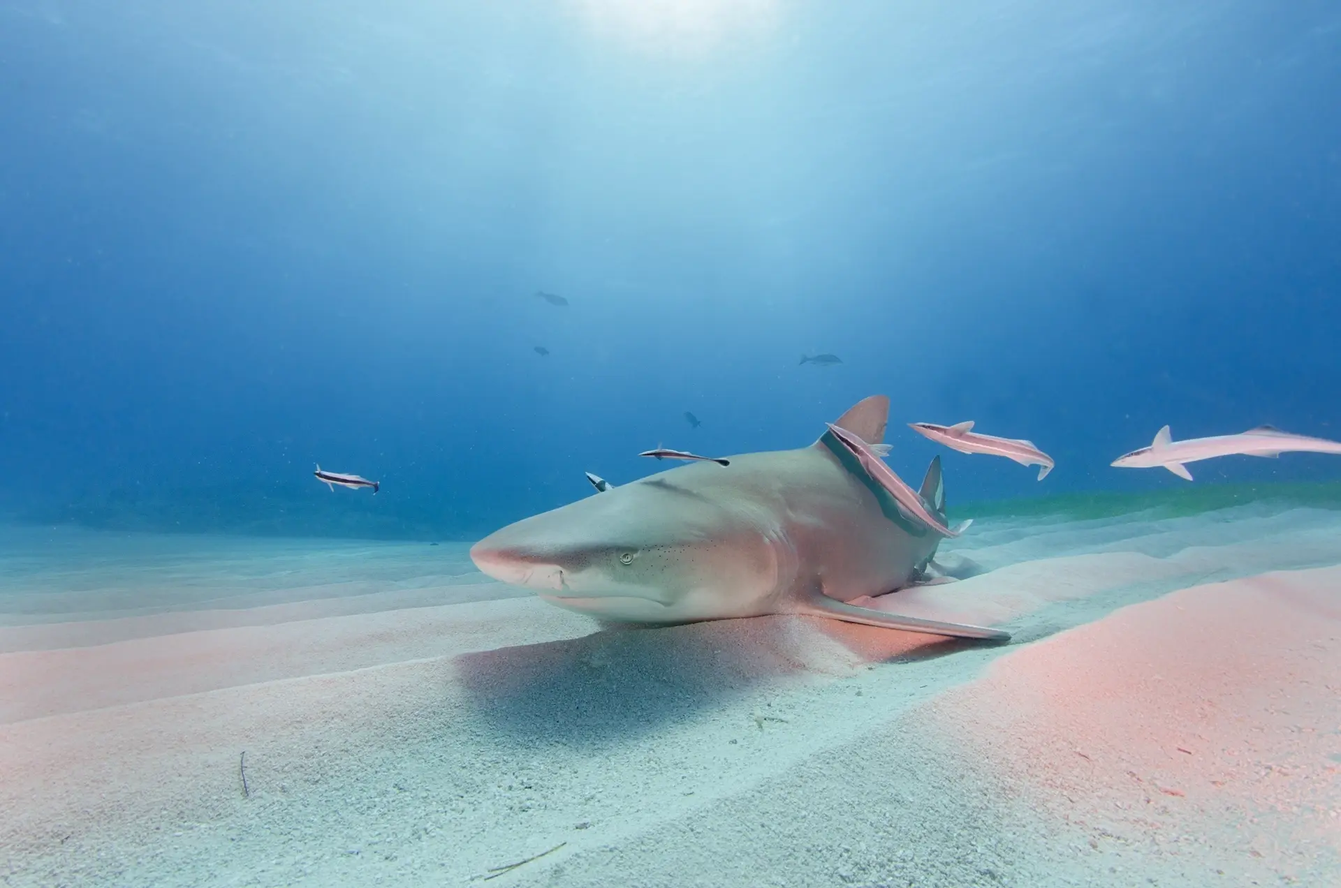 Lemon shark in the Bahamas