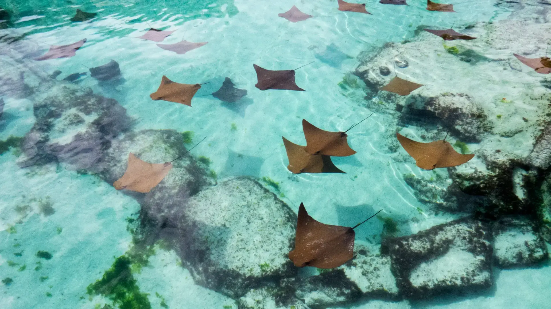 Sting rays in the Bahamas