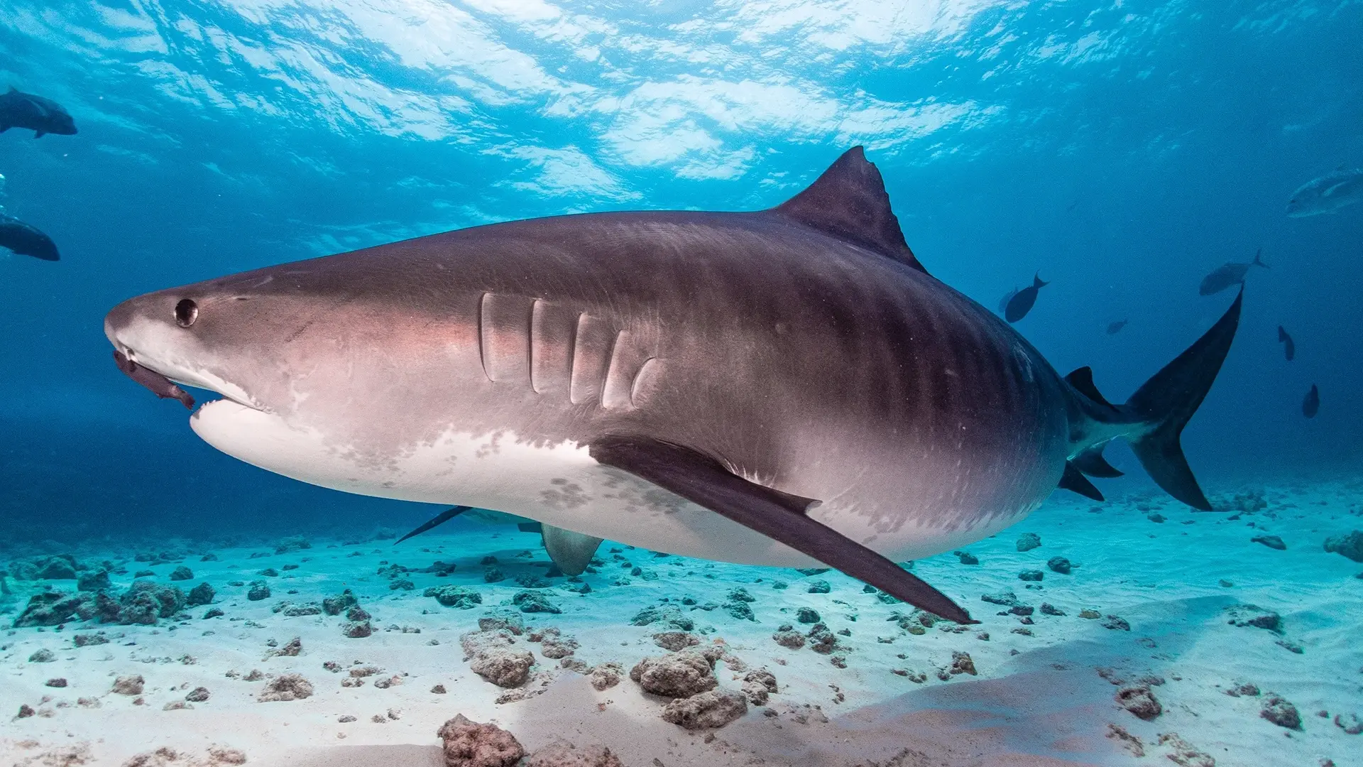 Tiger shark in the Bahamas
