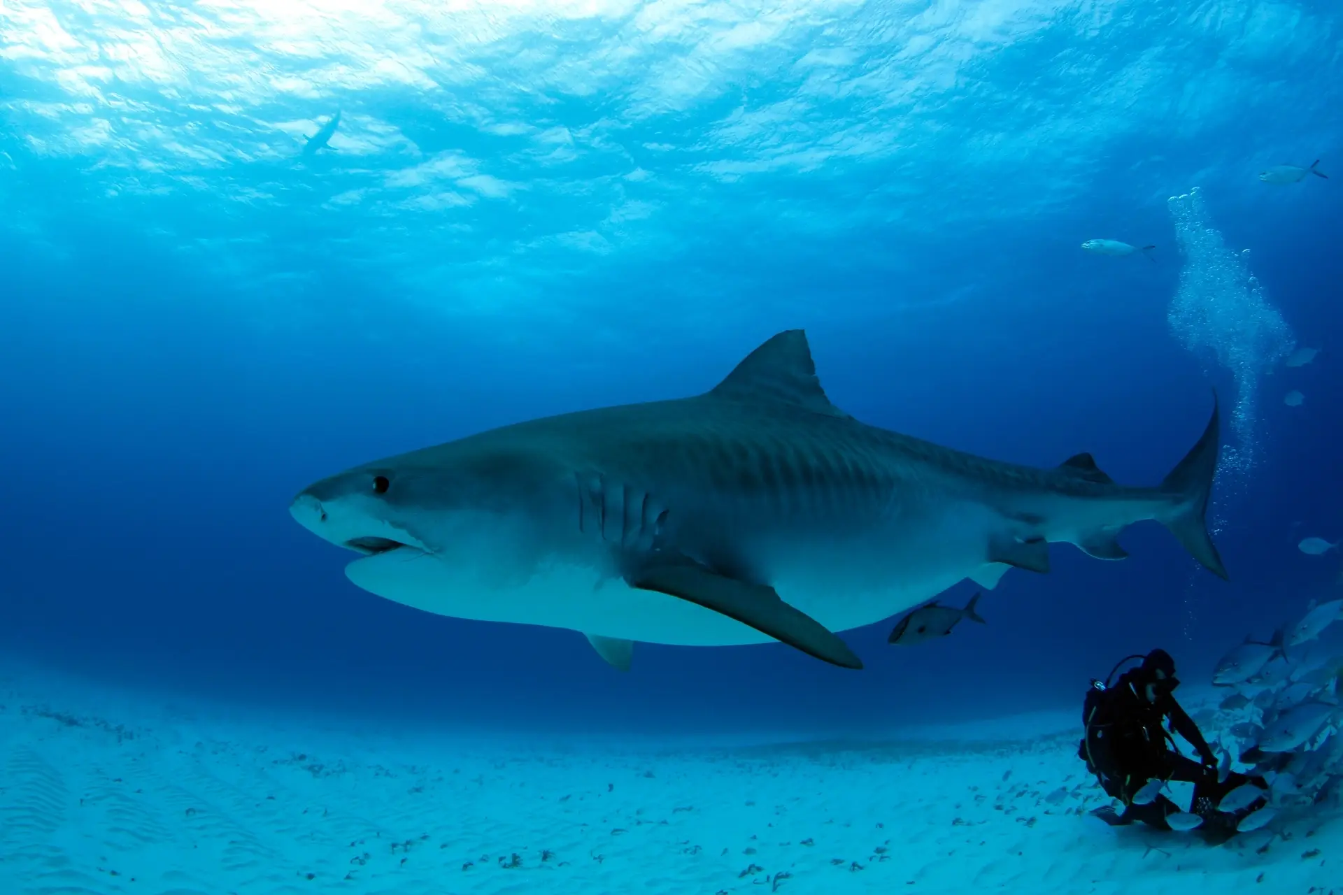 Tiger shark in the Bahamas