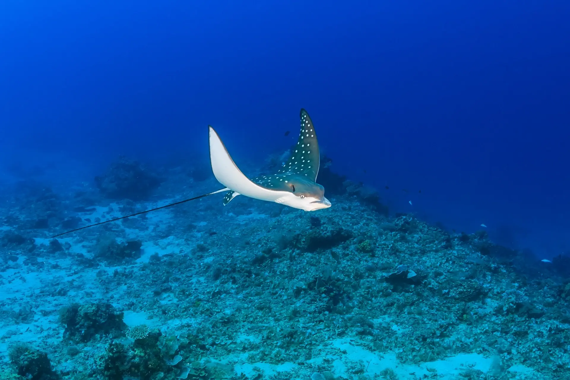 Eagle ray in the Caribbean