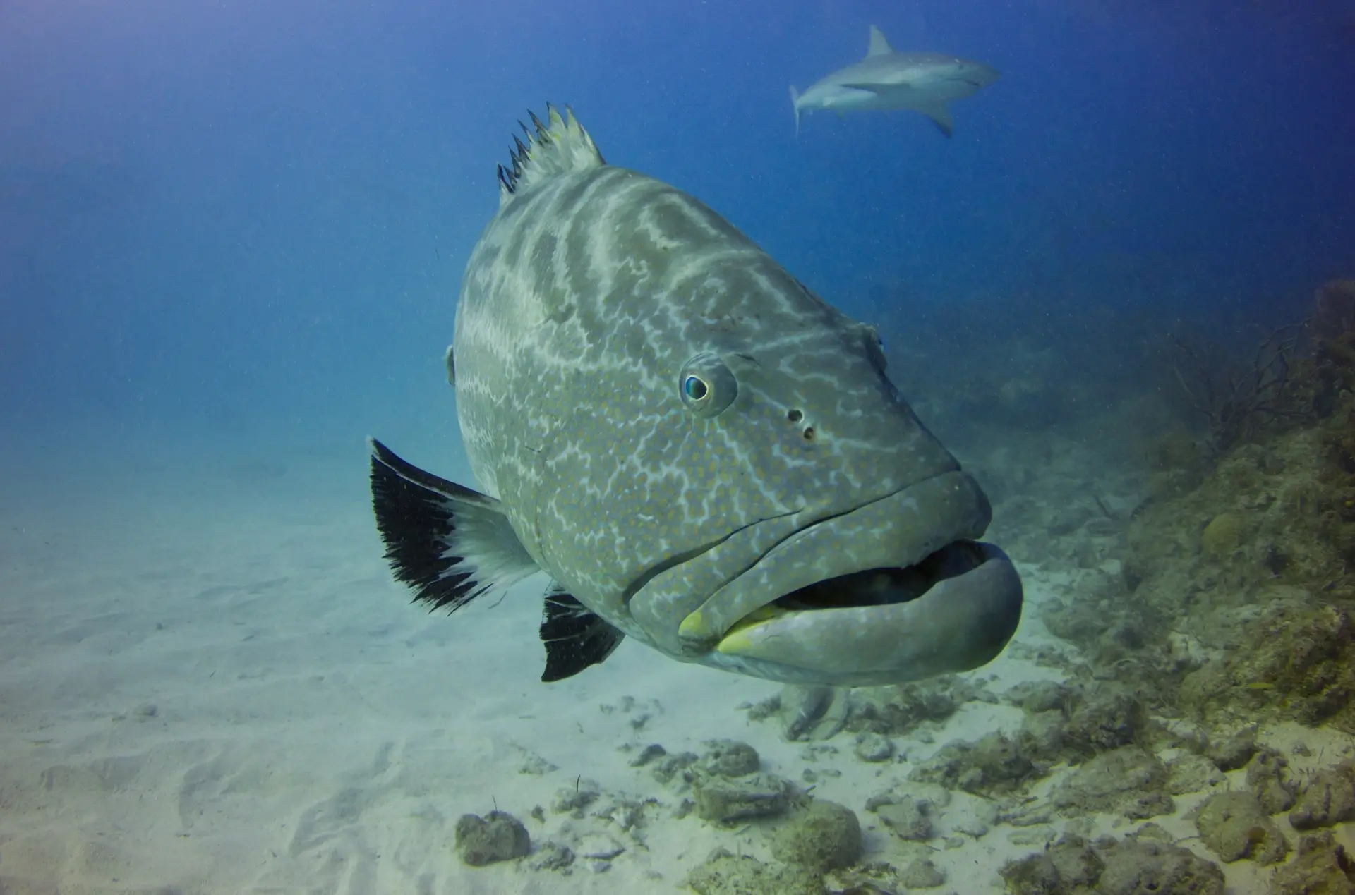 Black grouper in Grand Bahama, the Bahamas