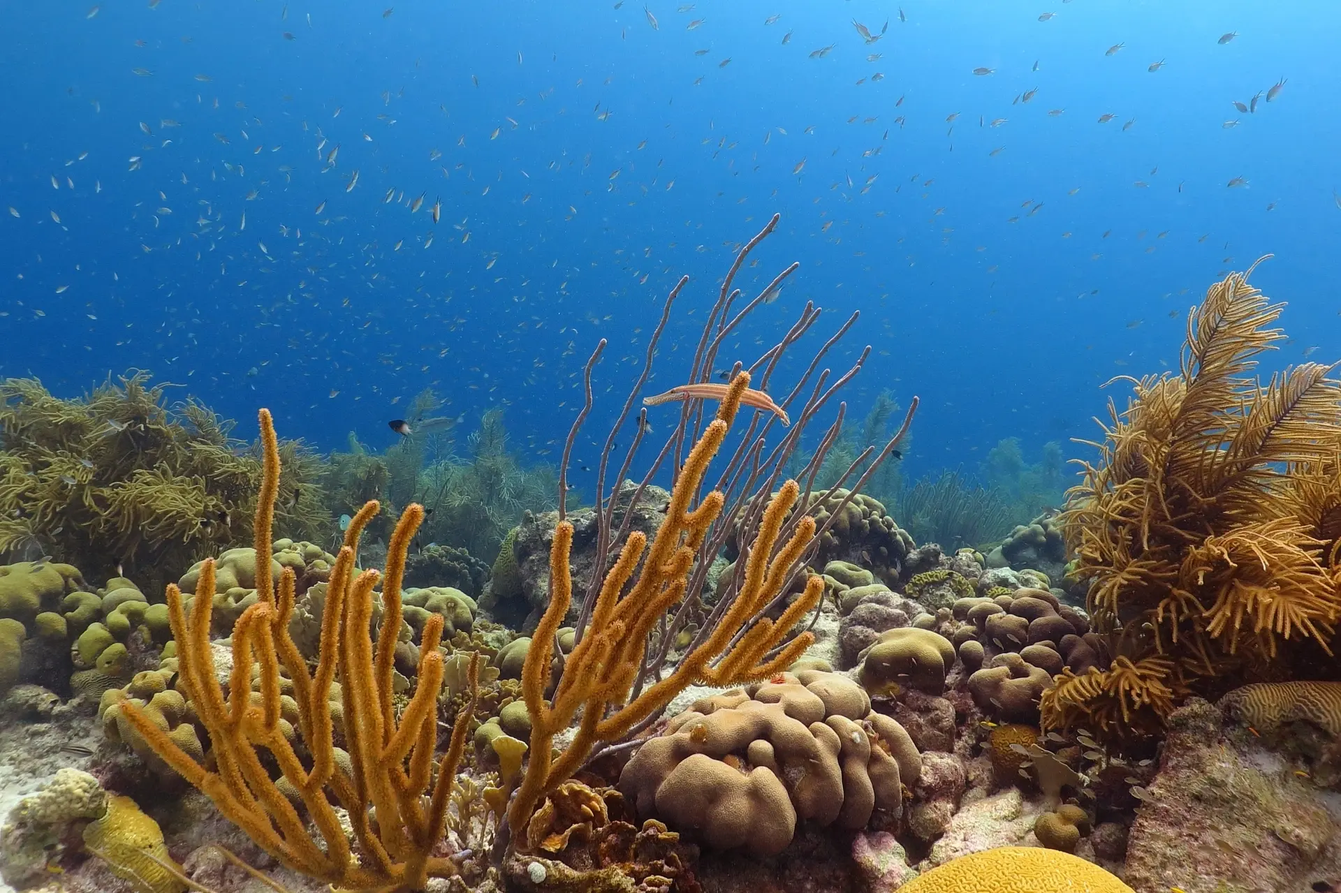Coral reef in Grand Bahama, the Bahamas