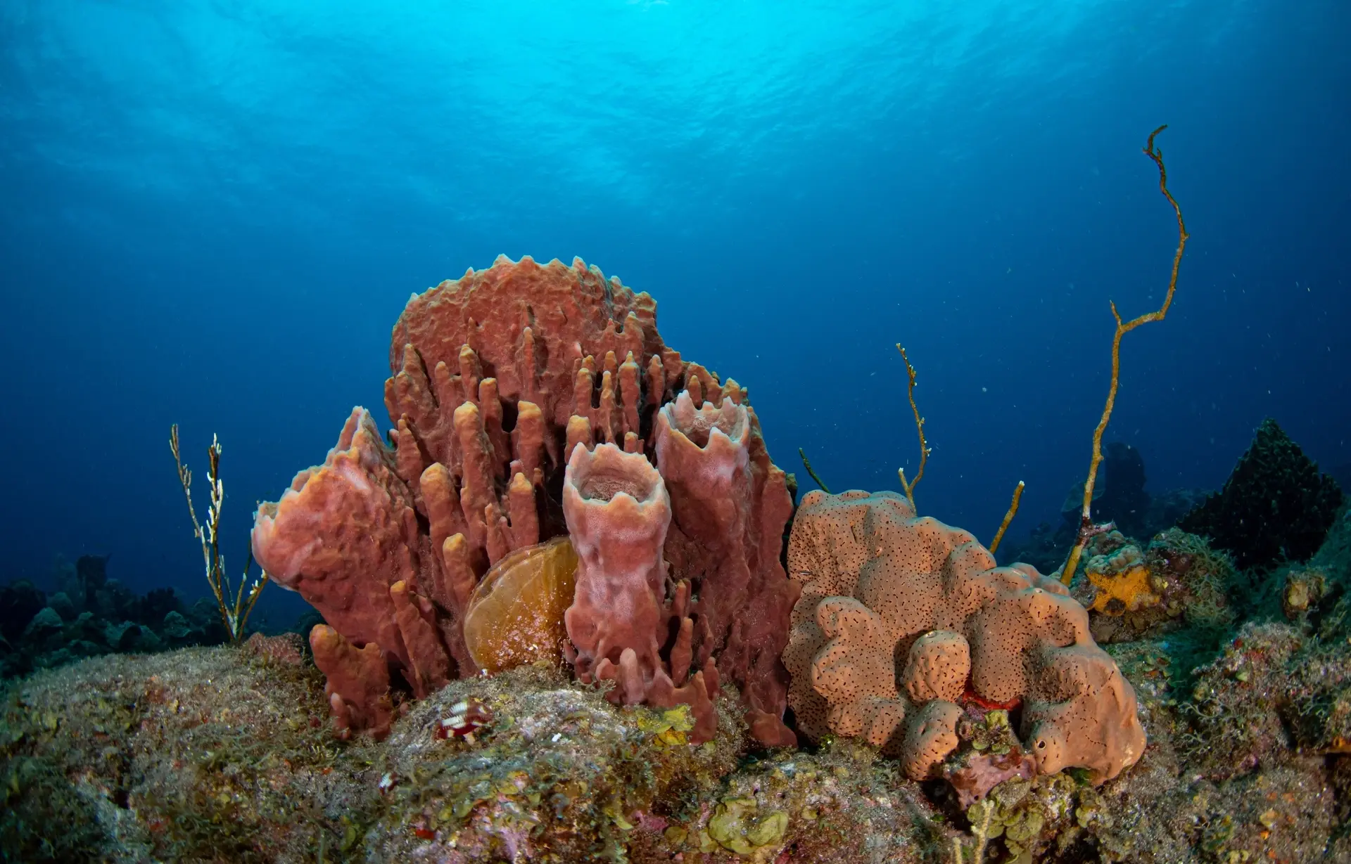 Coral reef in Saba, Caribbean