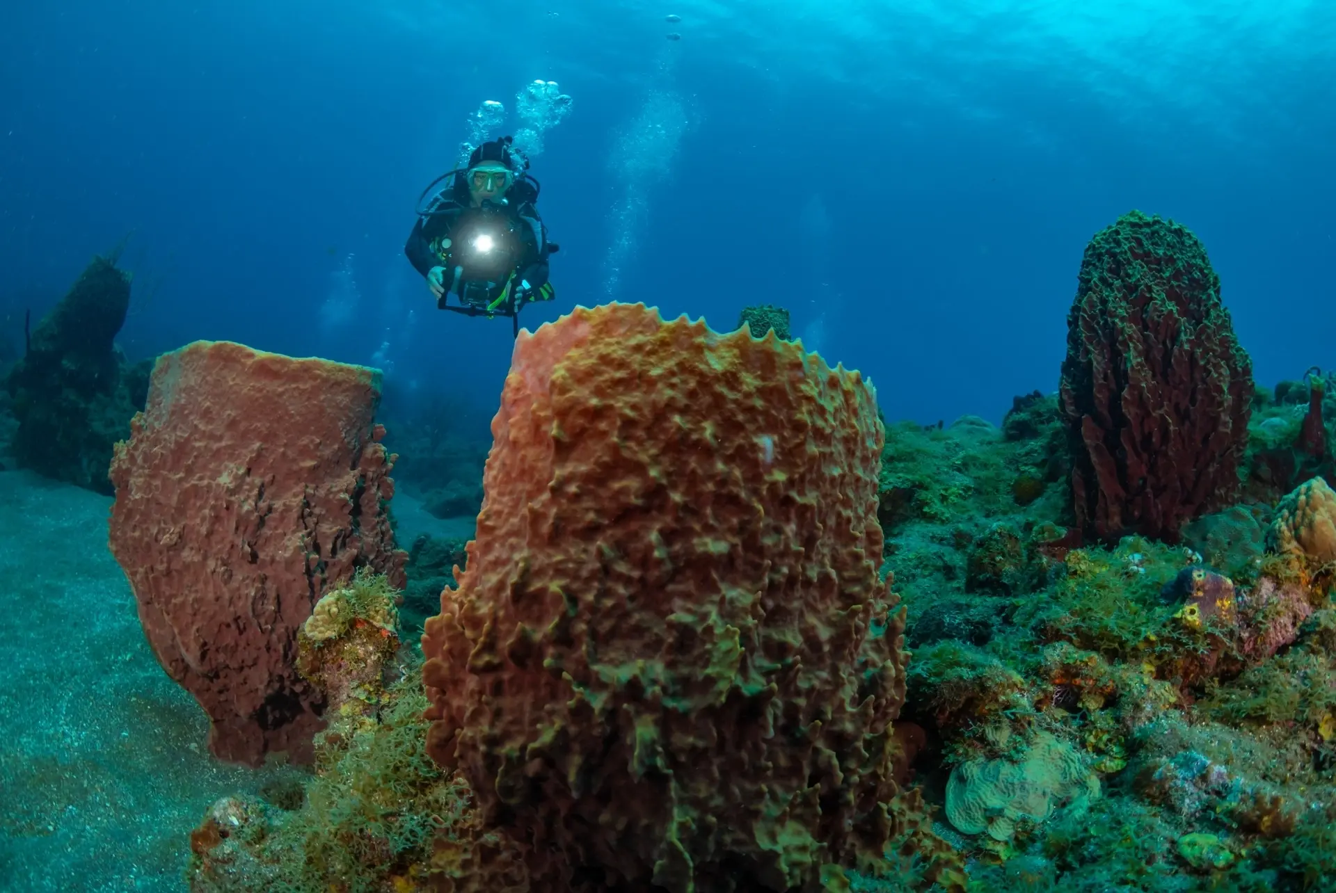 Scuba diver amongst corals in Saba, Caribbean.