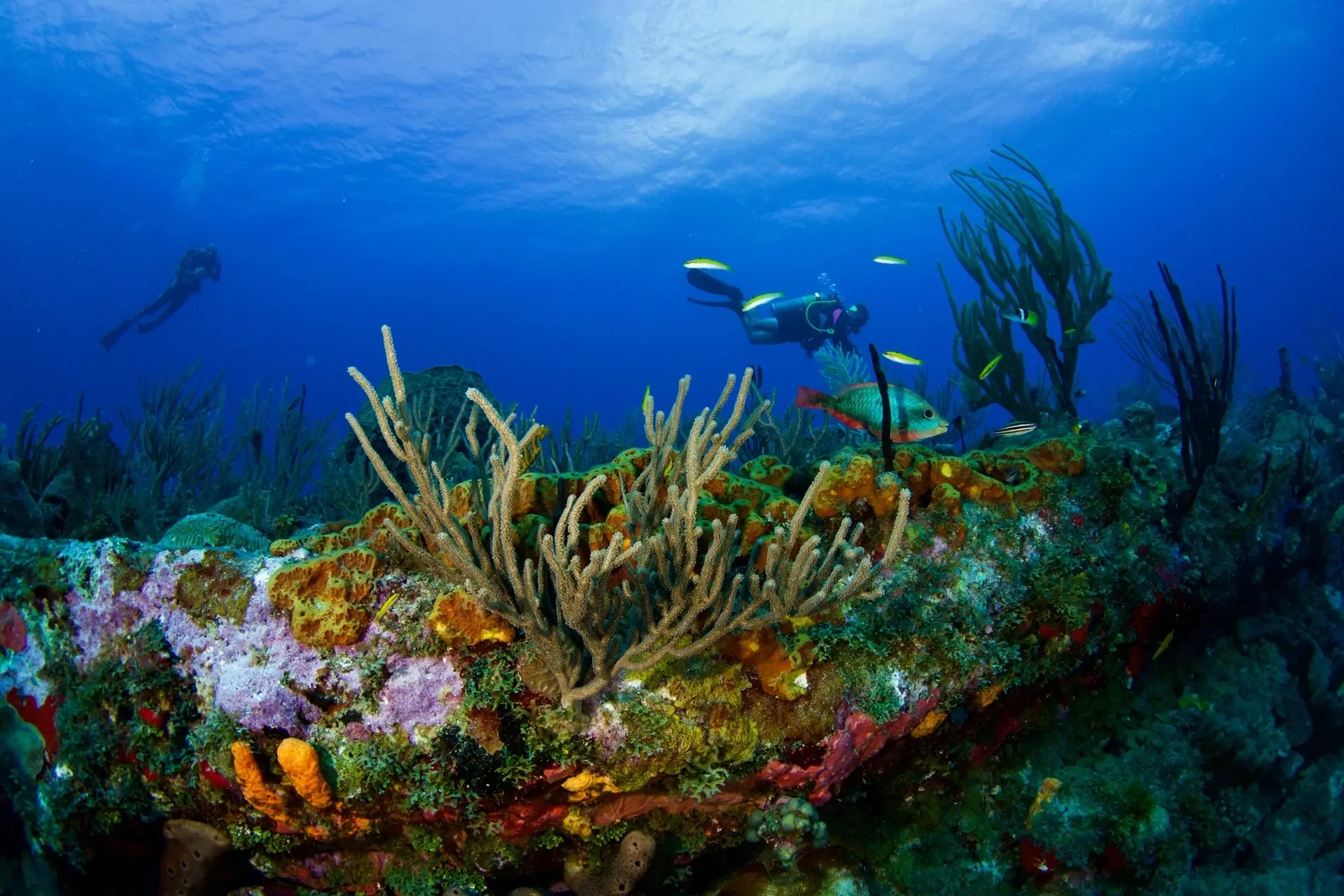 Reef in St Eustatius, Caribbean.