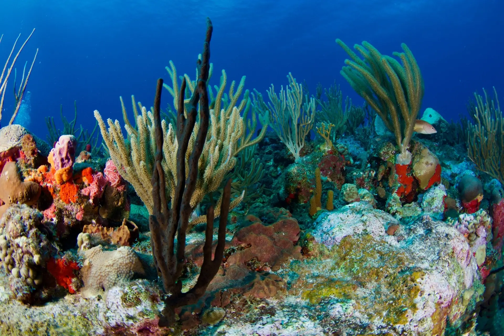 A coral reef scene, St Eustatius and Saba, Caribbean.