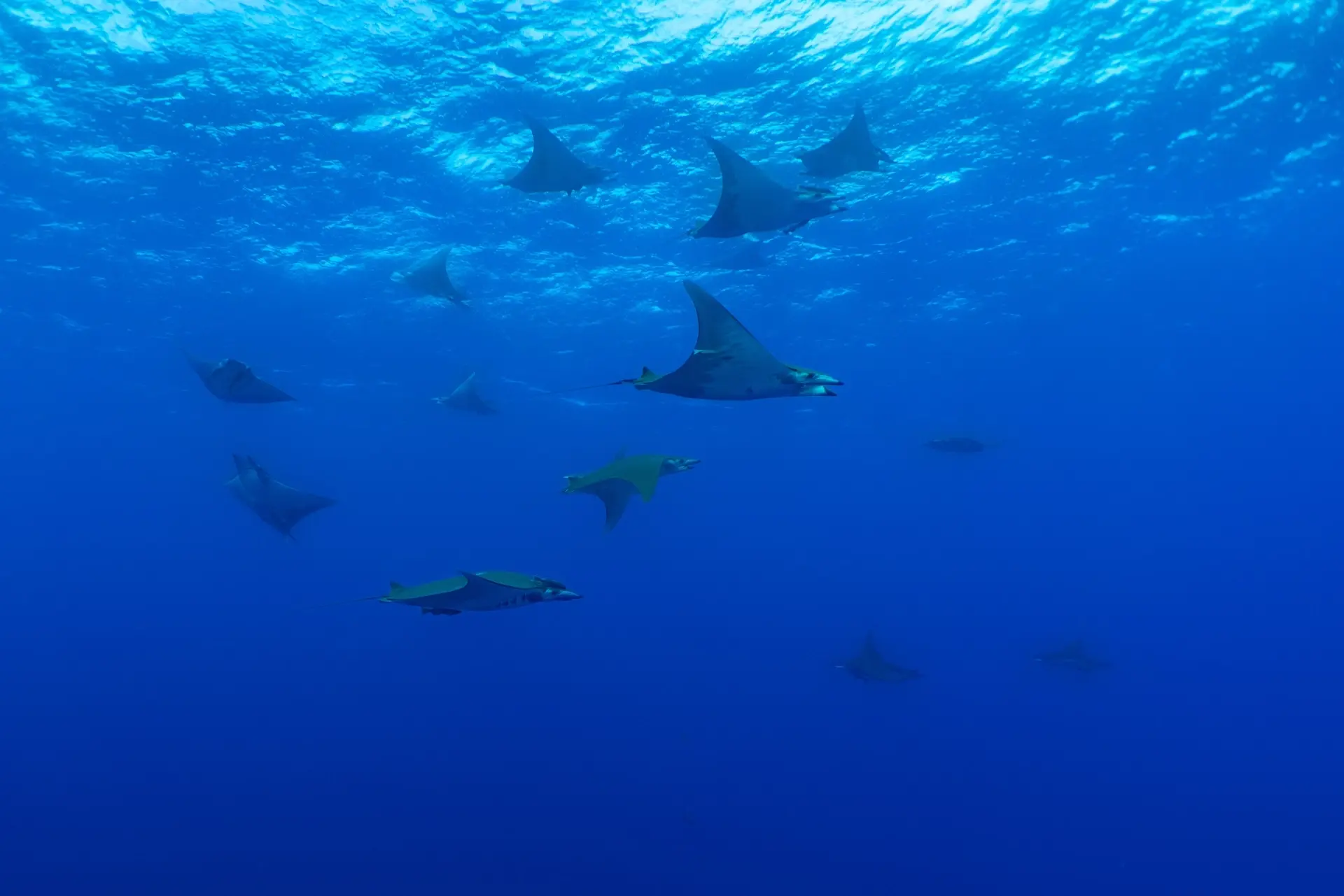 Devil ray in Ambrosio, the Azores