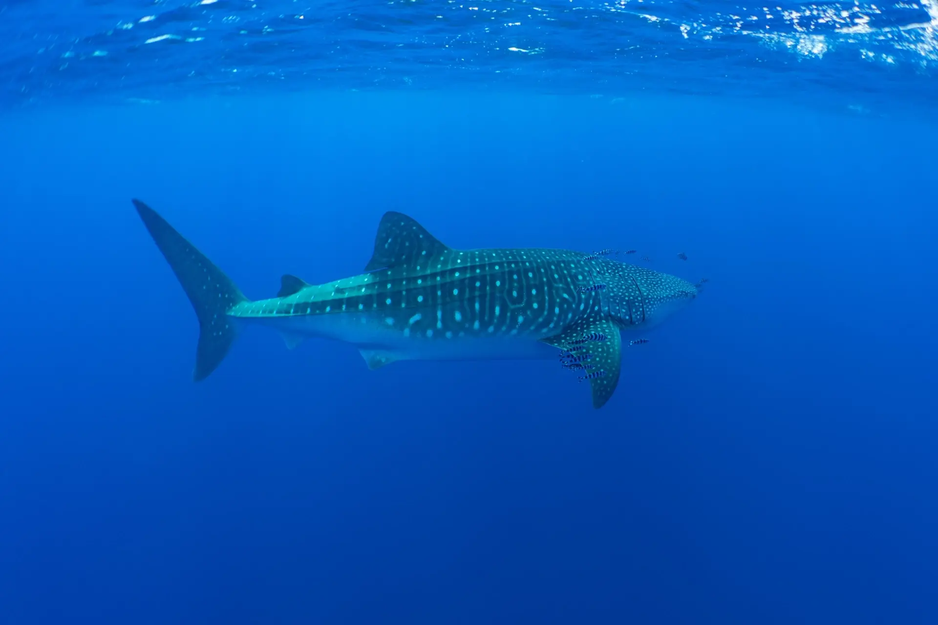 Whale shark in Ambrosio, the Azores
