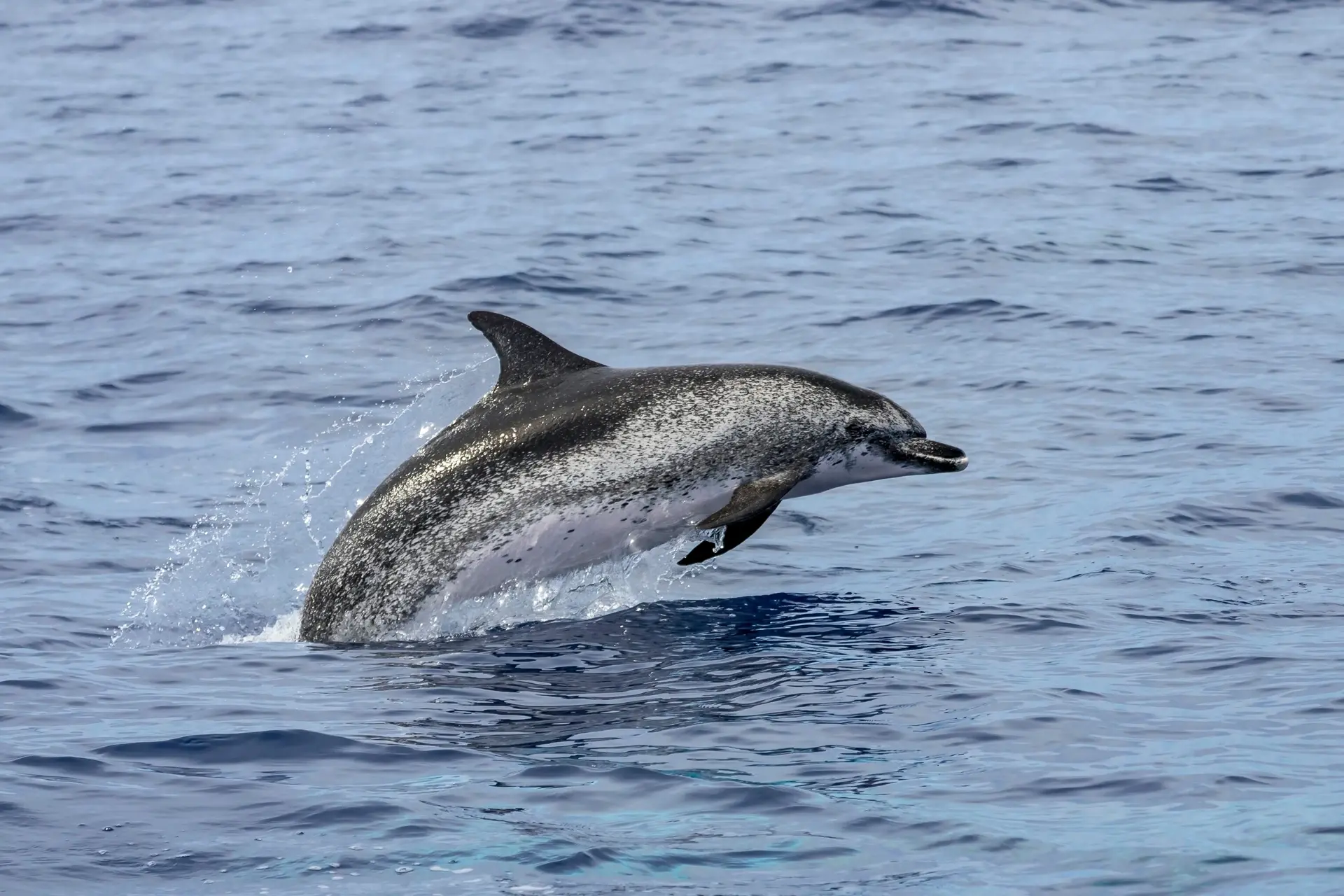 Atlantic spotted dolphins in the Azores