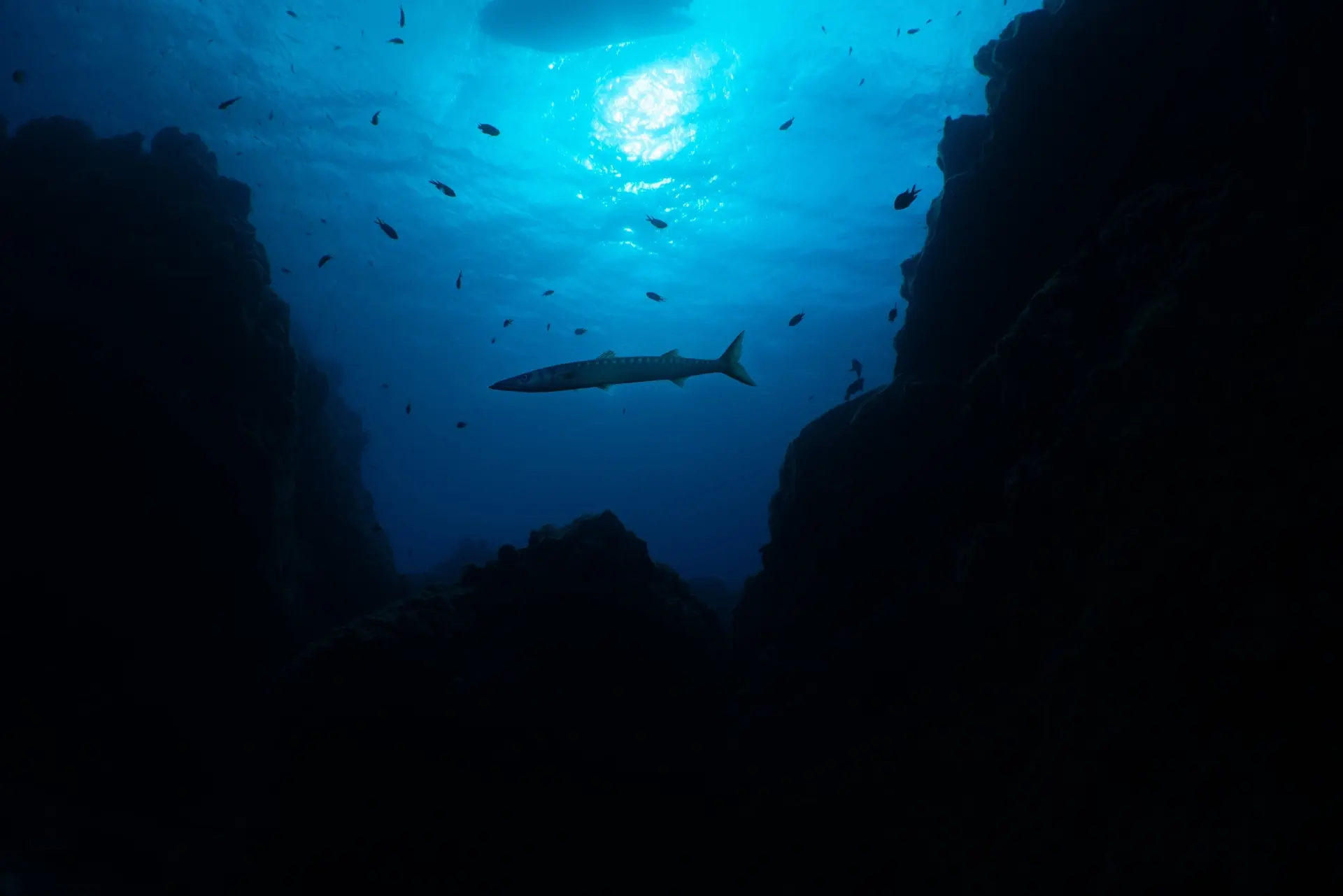 Silhouette of barracuda in the Azores