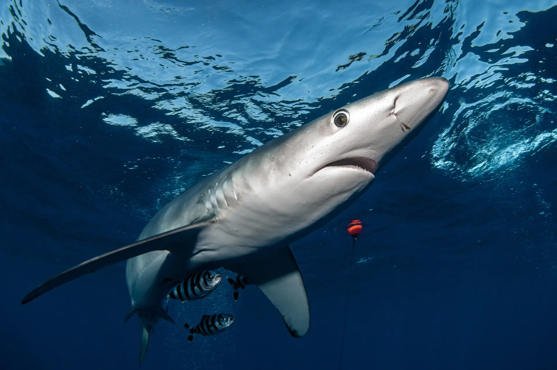 Blue shark in the Azores